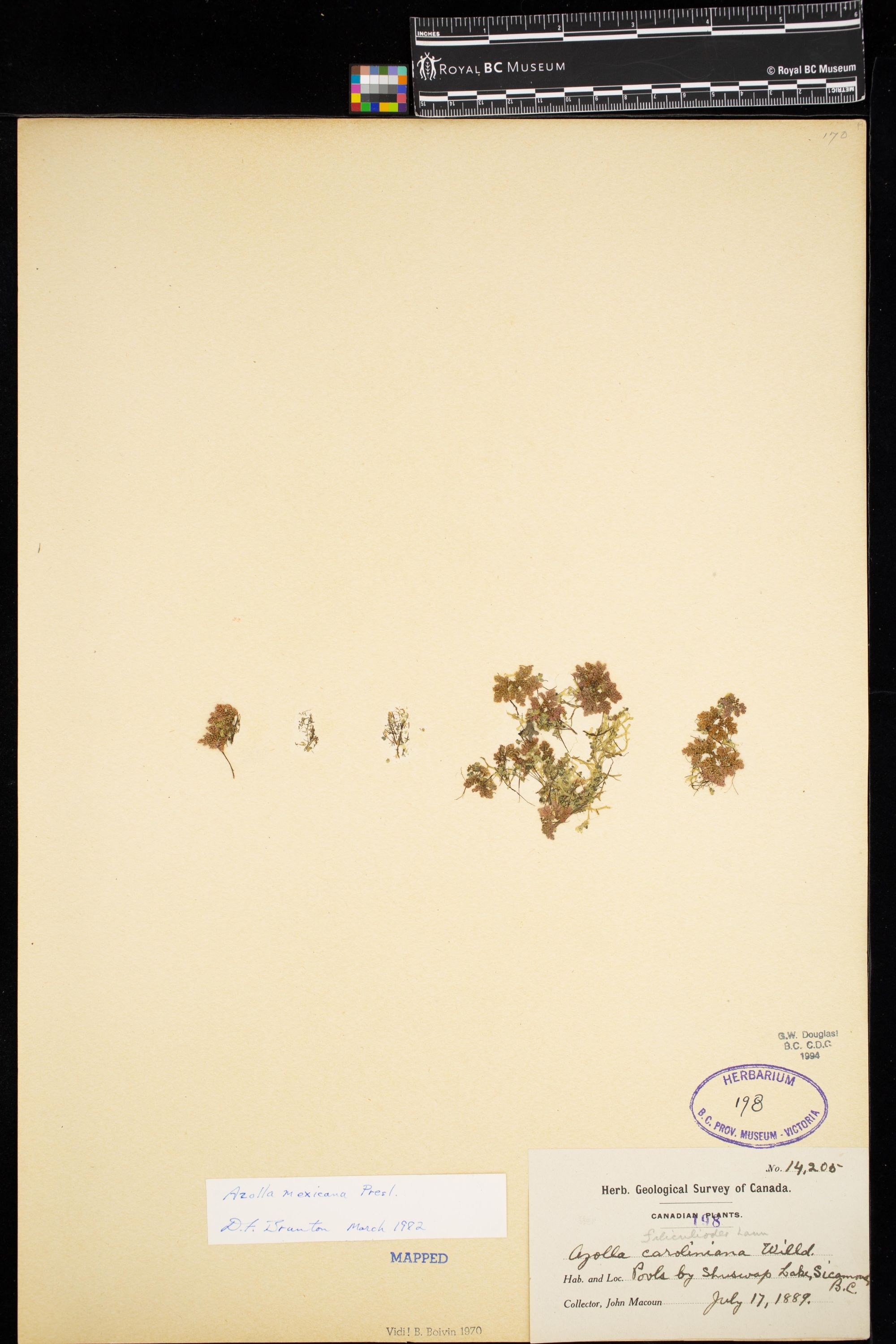 Image representing Azolla mexicana.