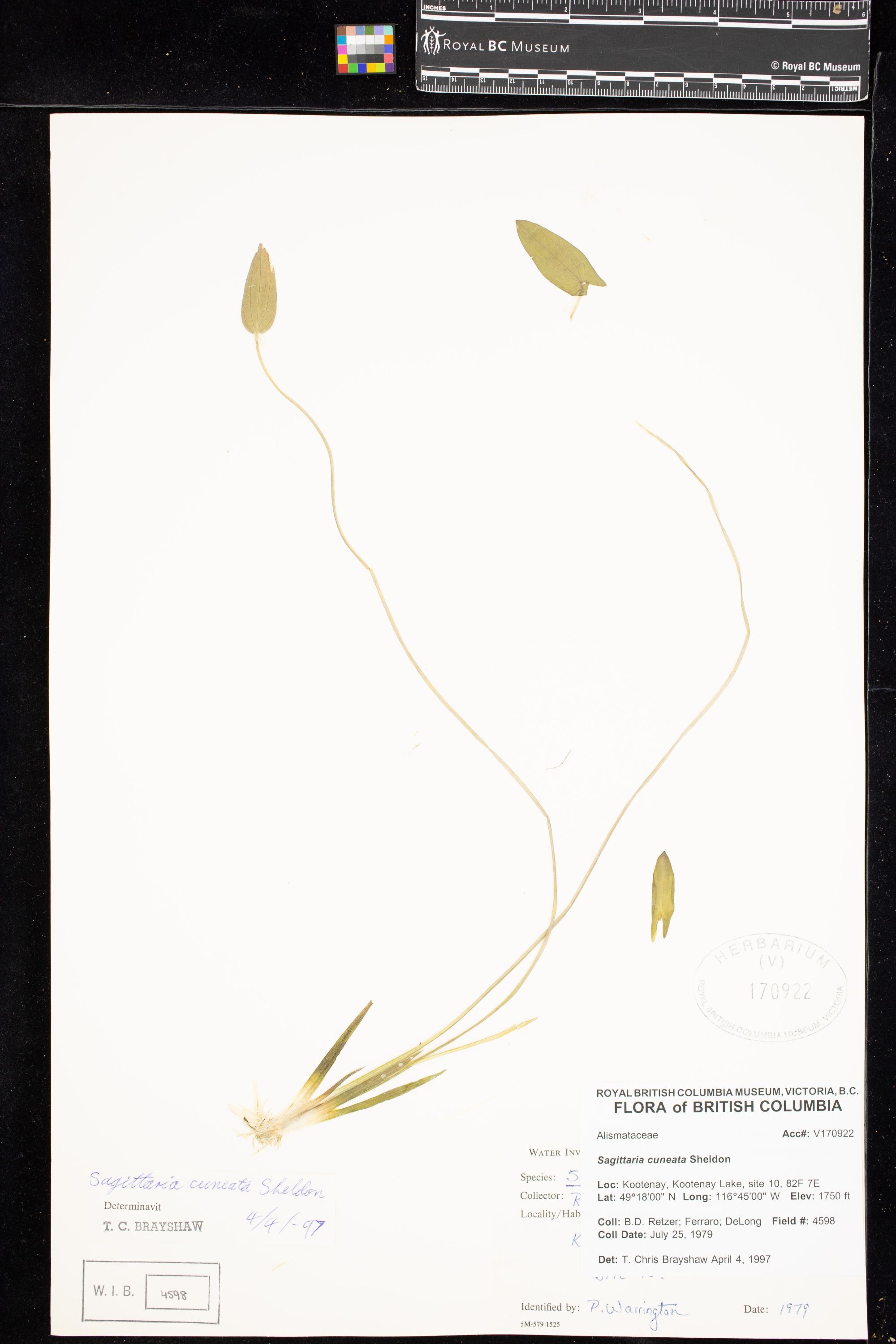 Image representing Sagittaria cuneata.