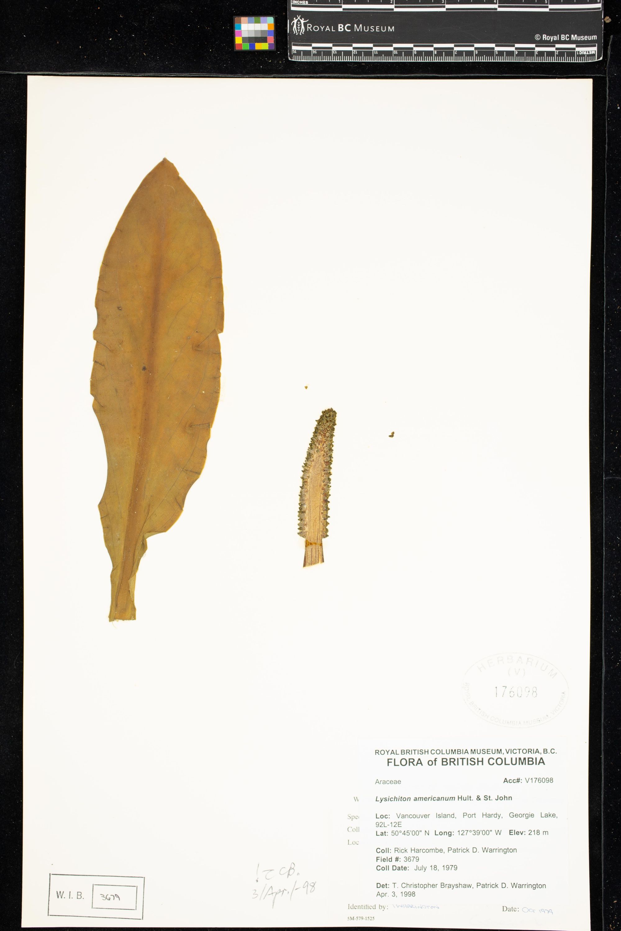 Image representing Lysichiton americanum.