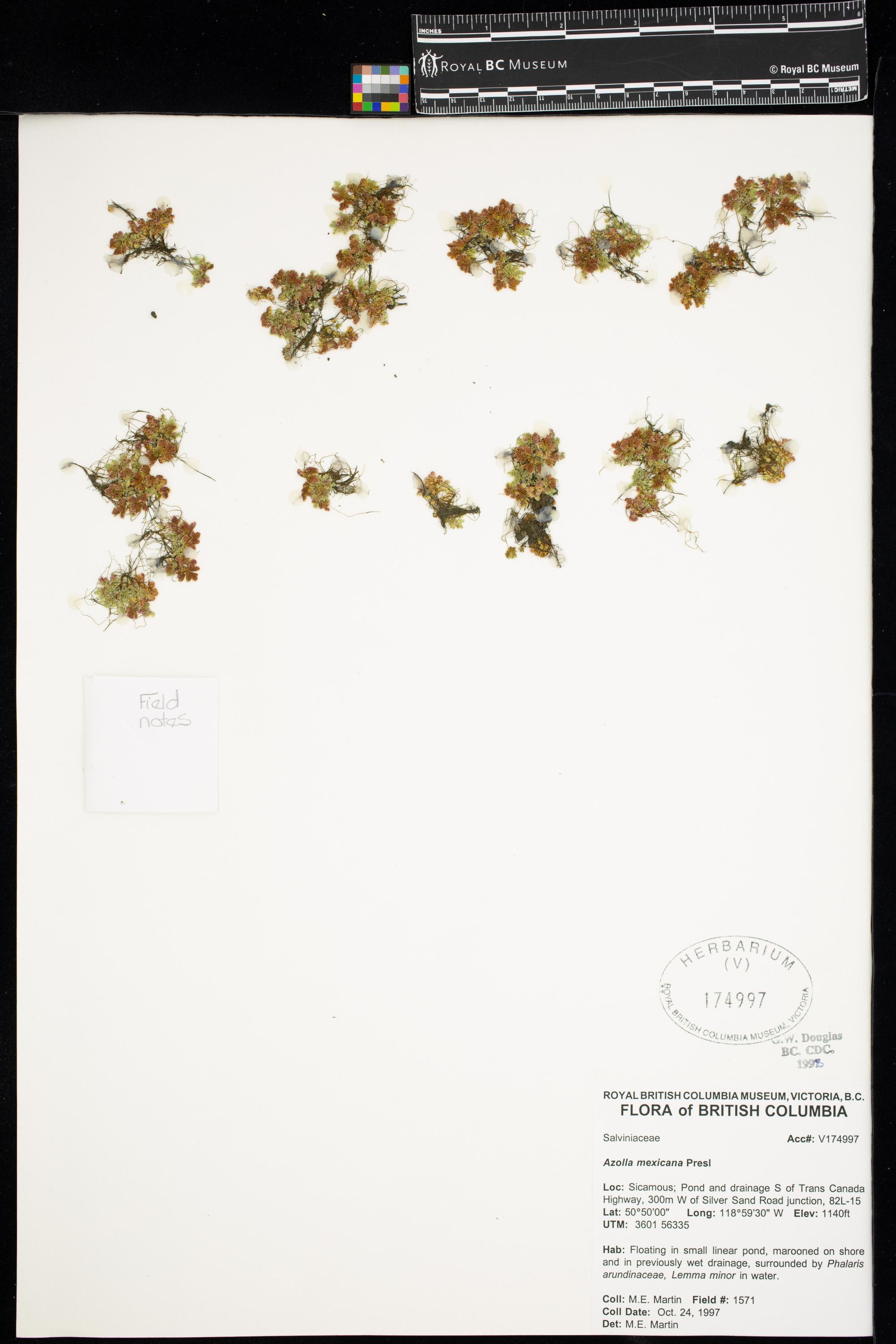 Image representing Azolla mexicana.