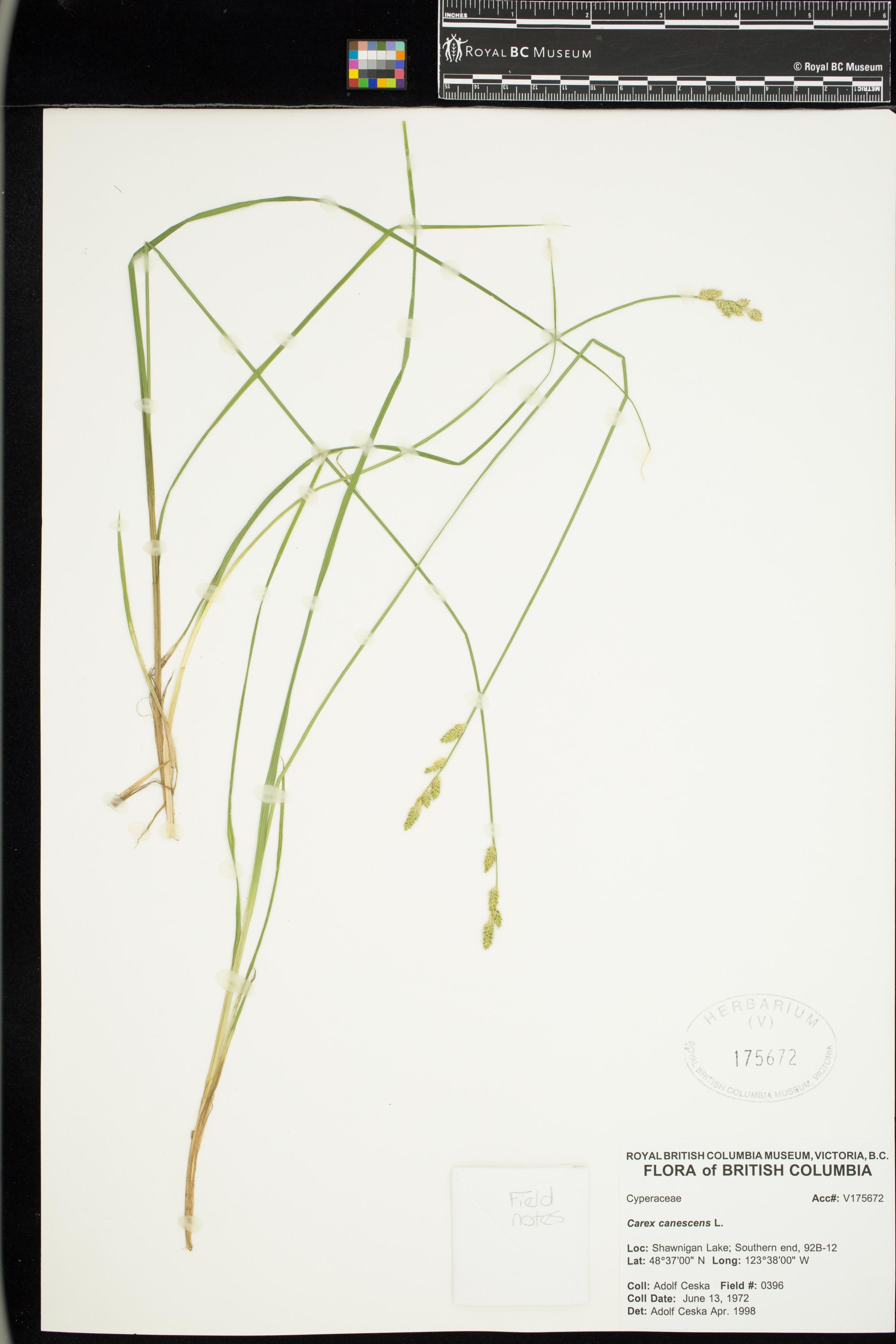 Image representing Carex canescens.