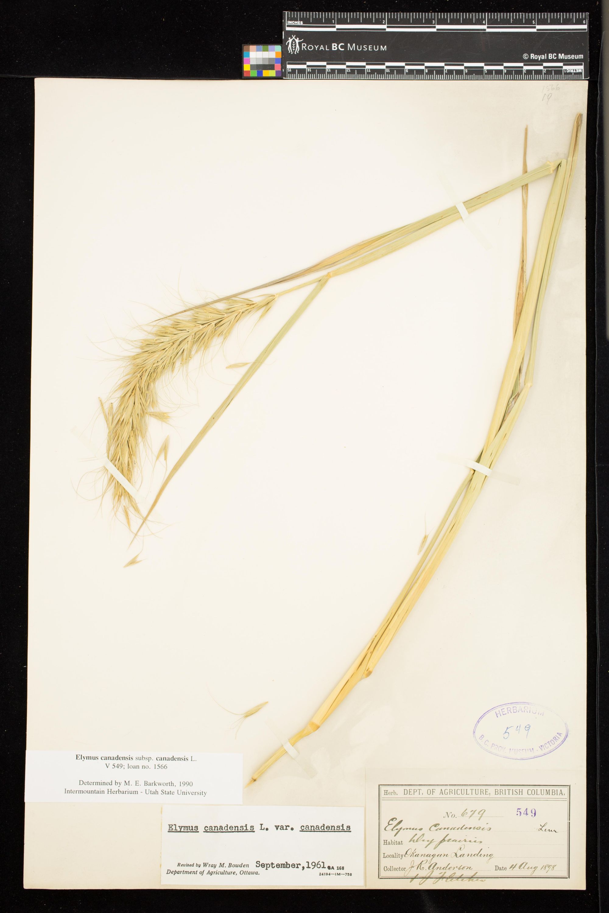 Image representing Elymus canadensis ssp. canadensis.