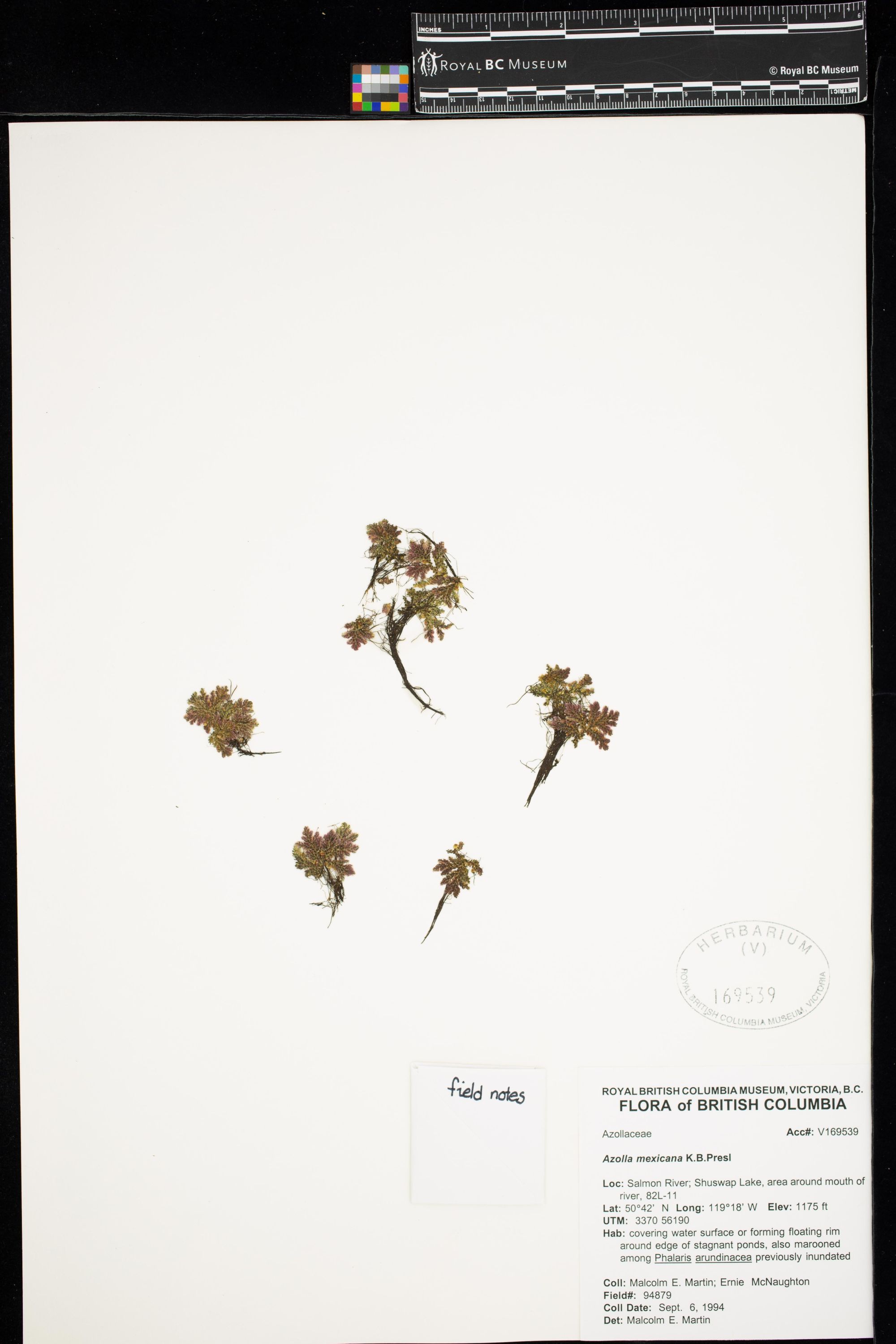 Image representing Azolla mexicana.