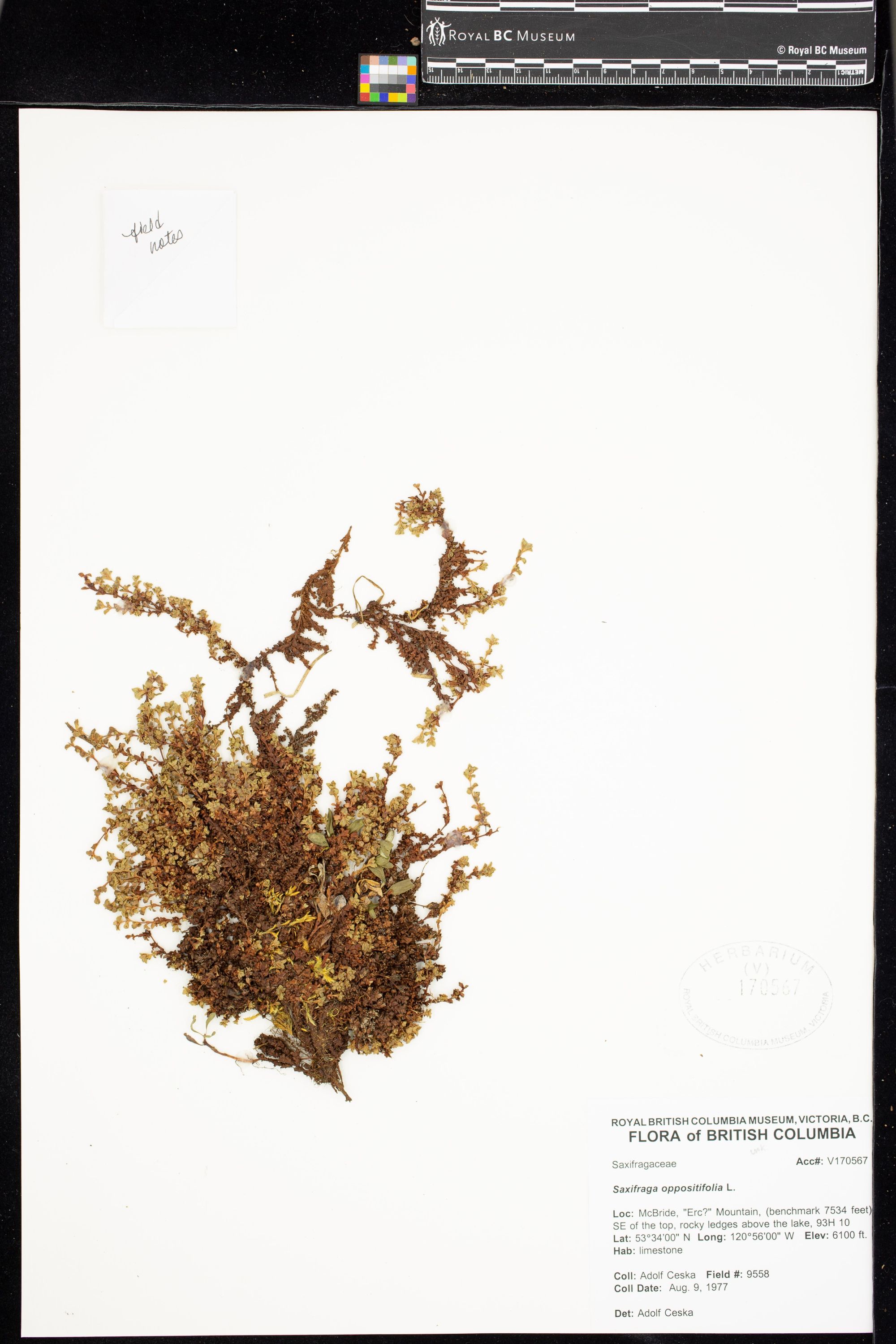 Image representing Saxifraga oppositifolia.