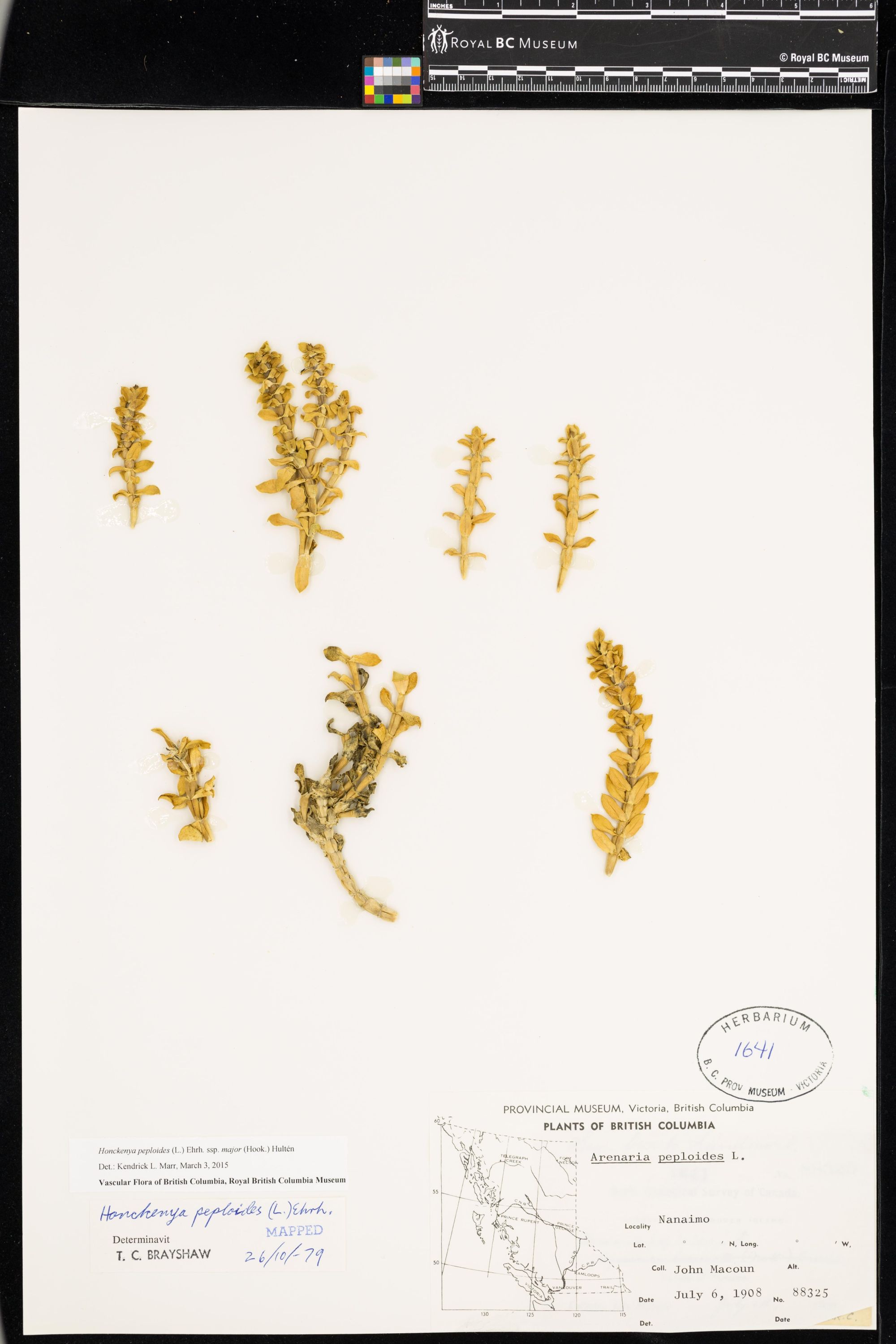 Image representing Honckenya peploides ssp. major.