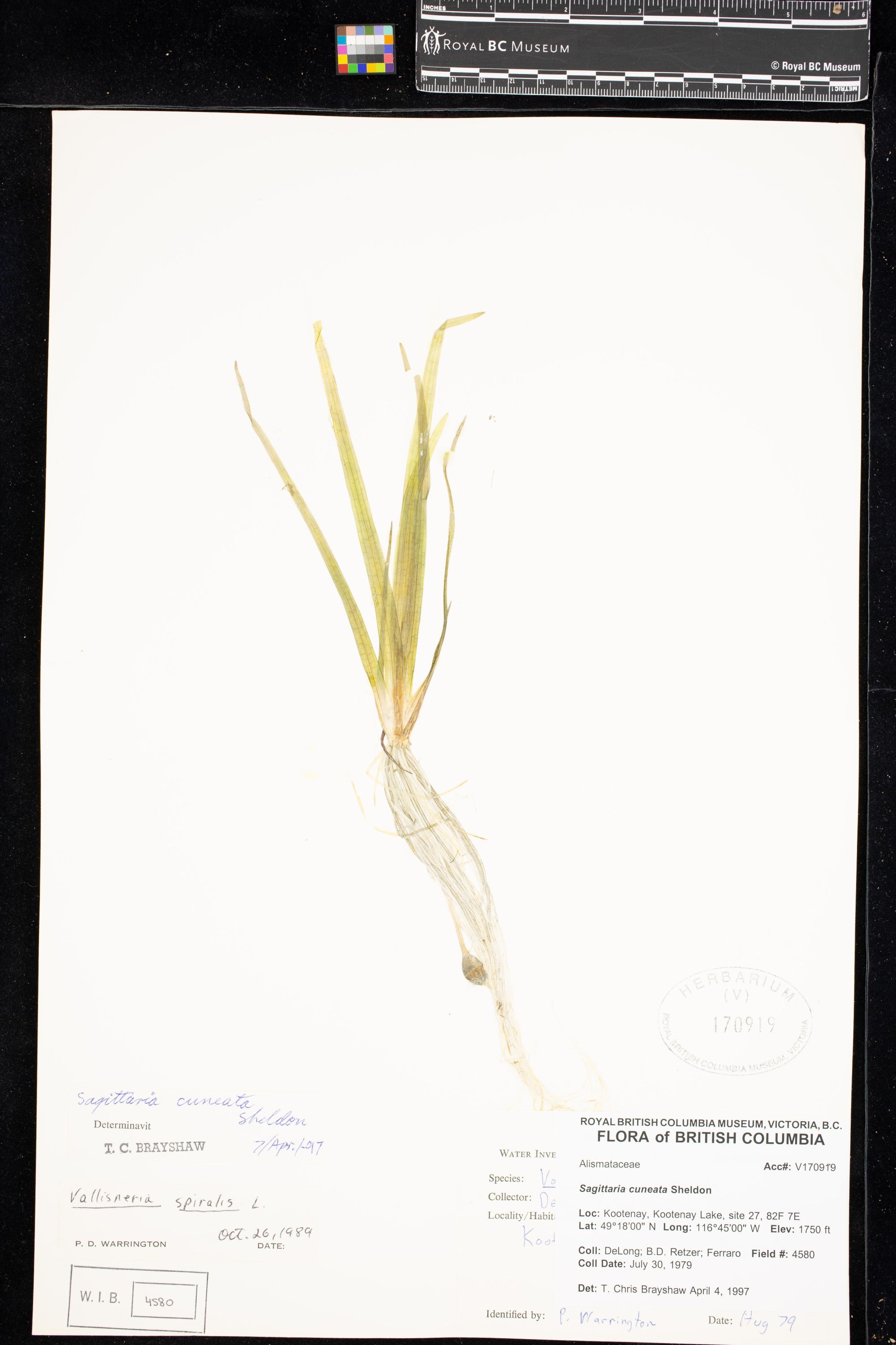 Image representing Sagittaria cuneata.