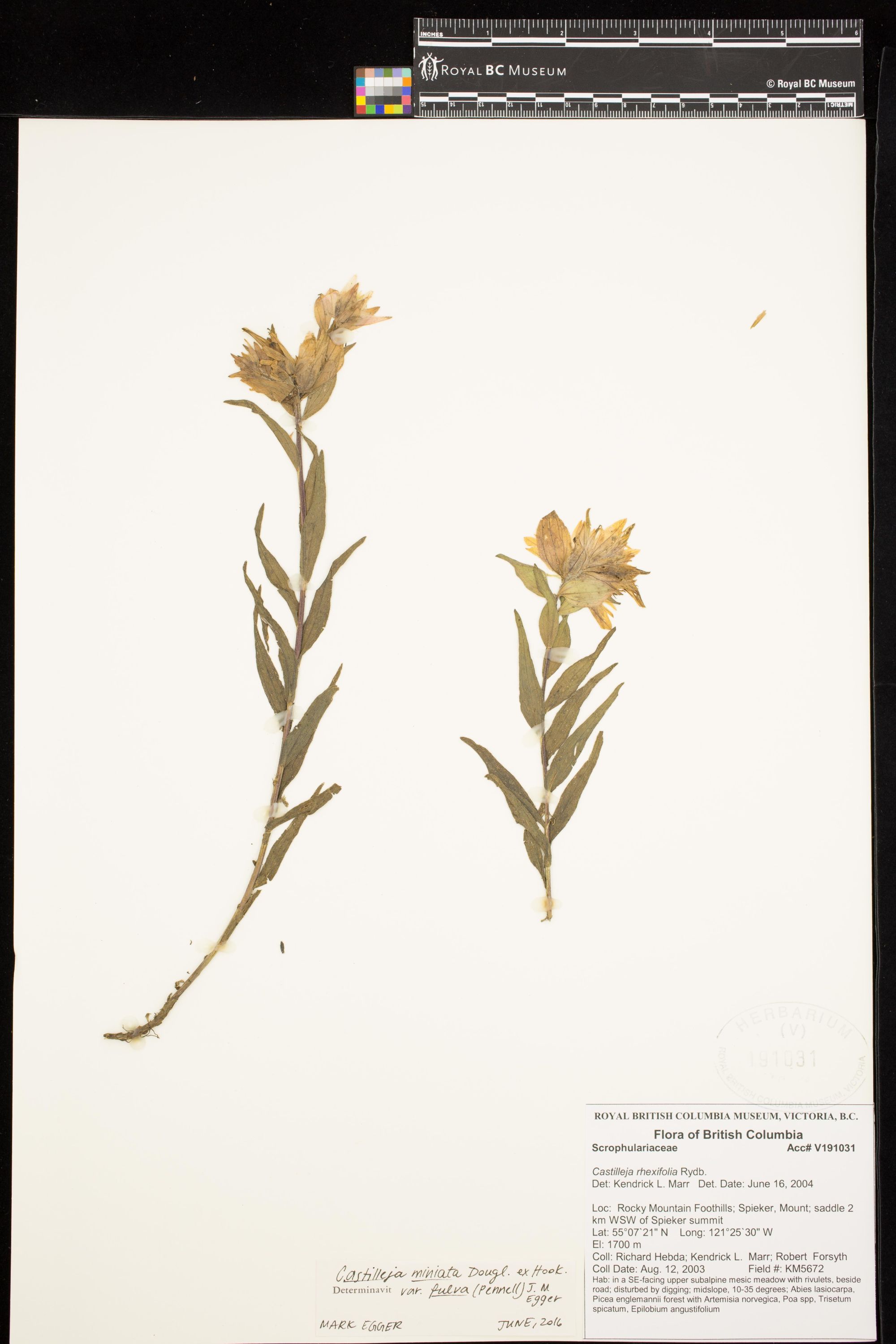 Image representing Castilleja miniata var. fulva.