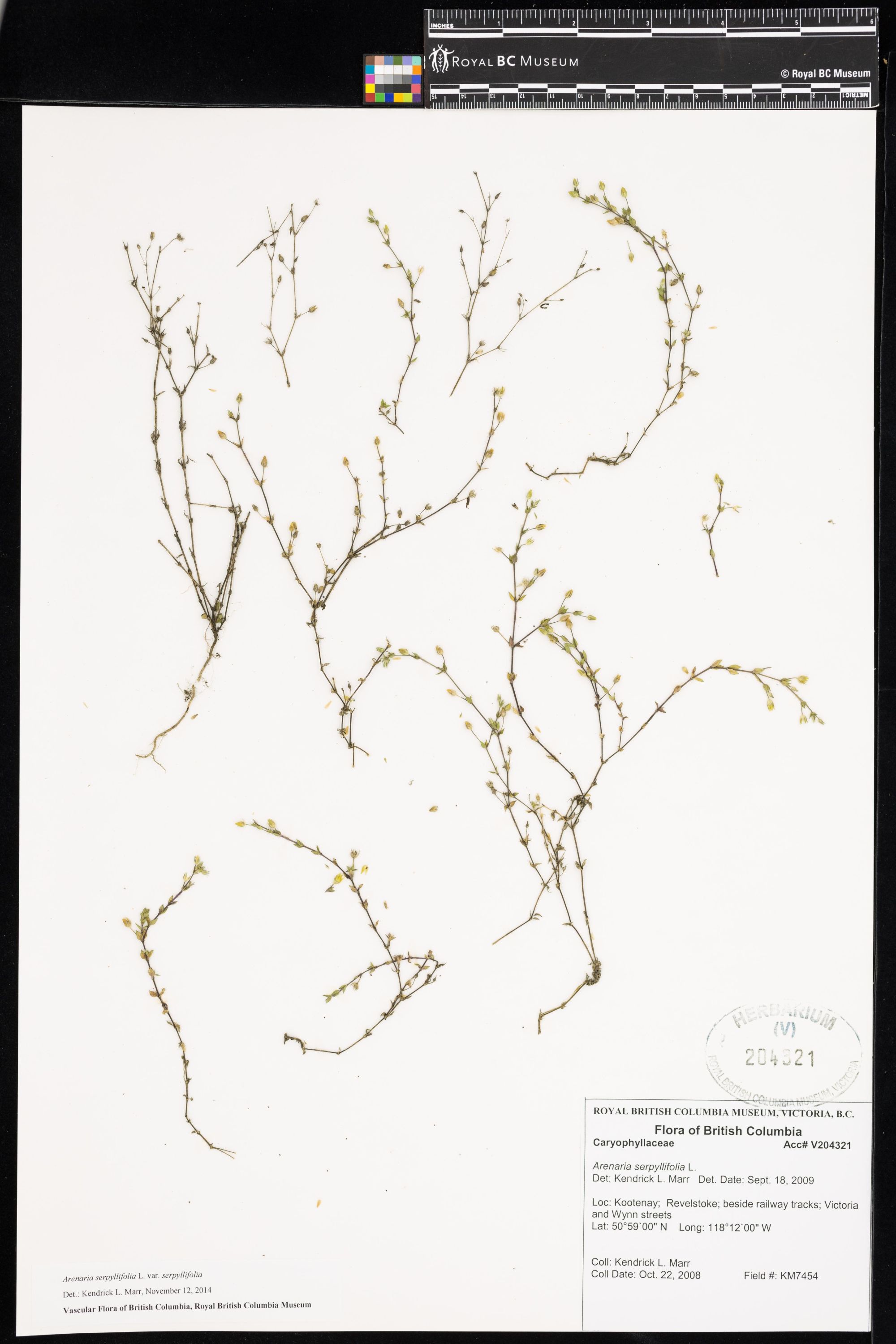 Image representing Arenaria serpyllifolia var. serpyllifolia.