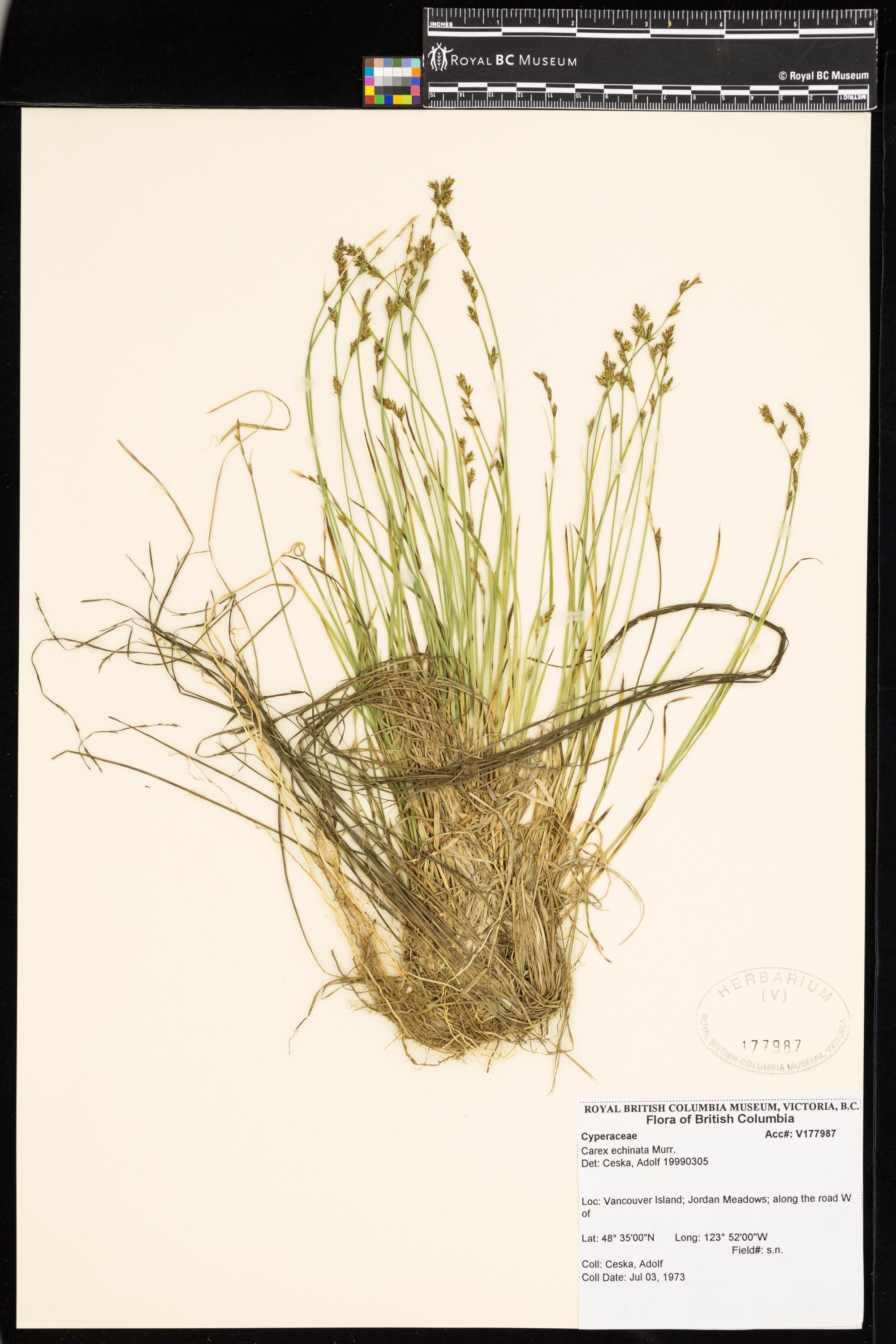 Image representing Carex echinata.