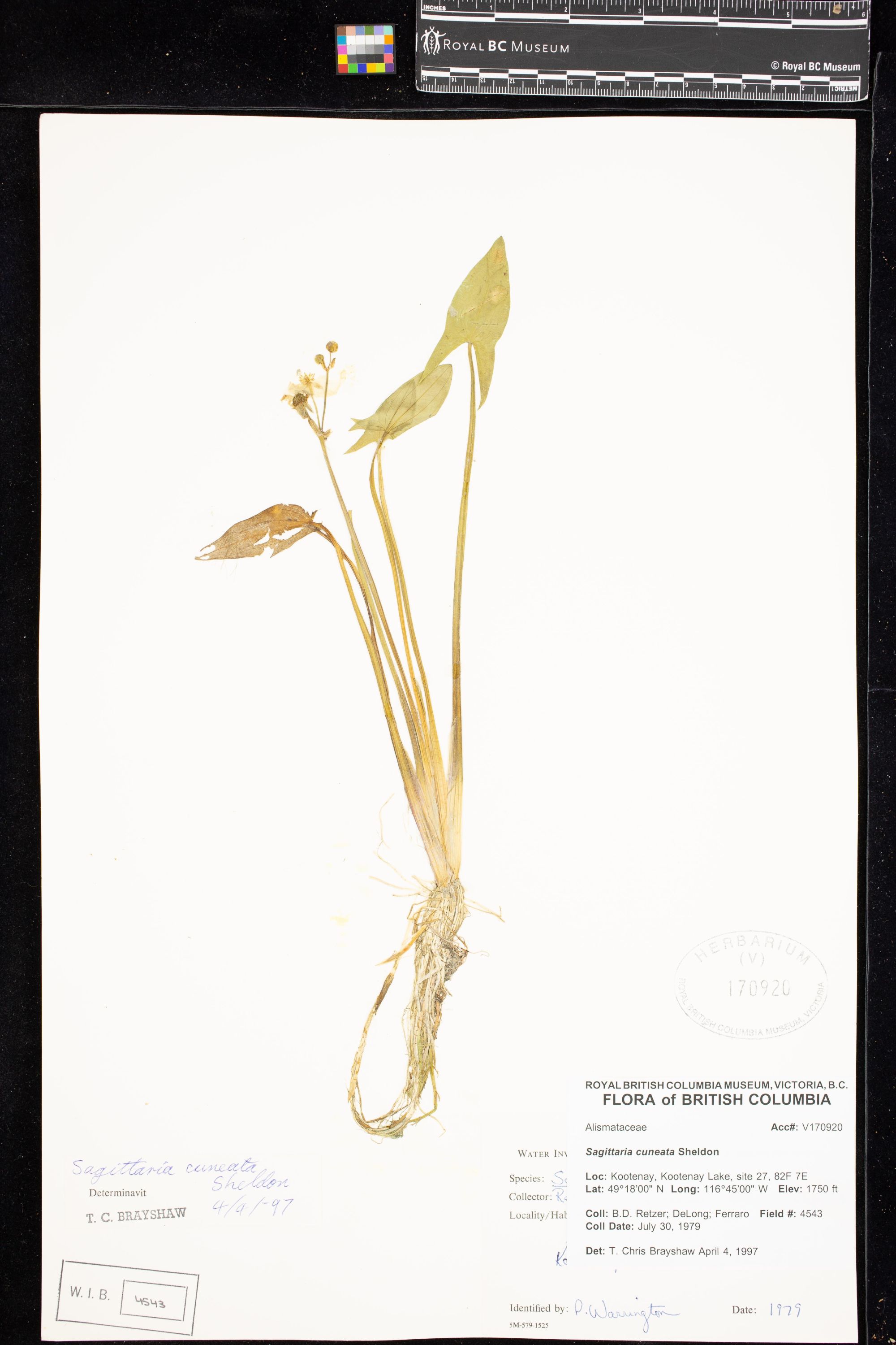 Image representing Sagittaria cuneata.