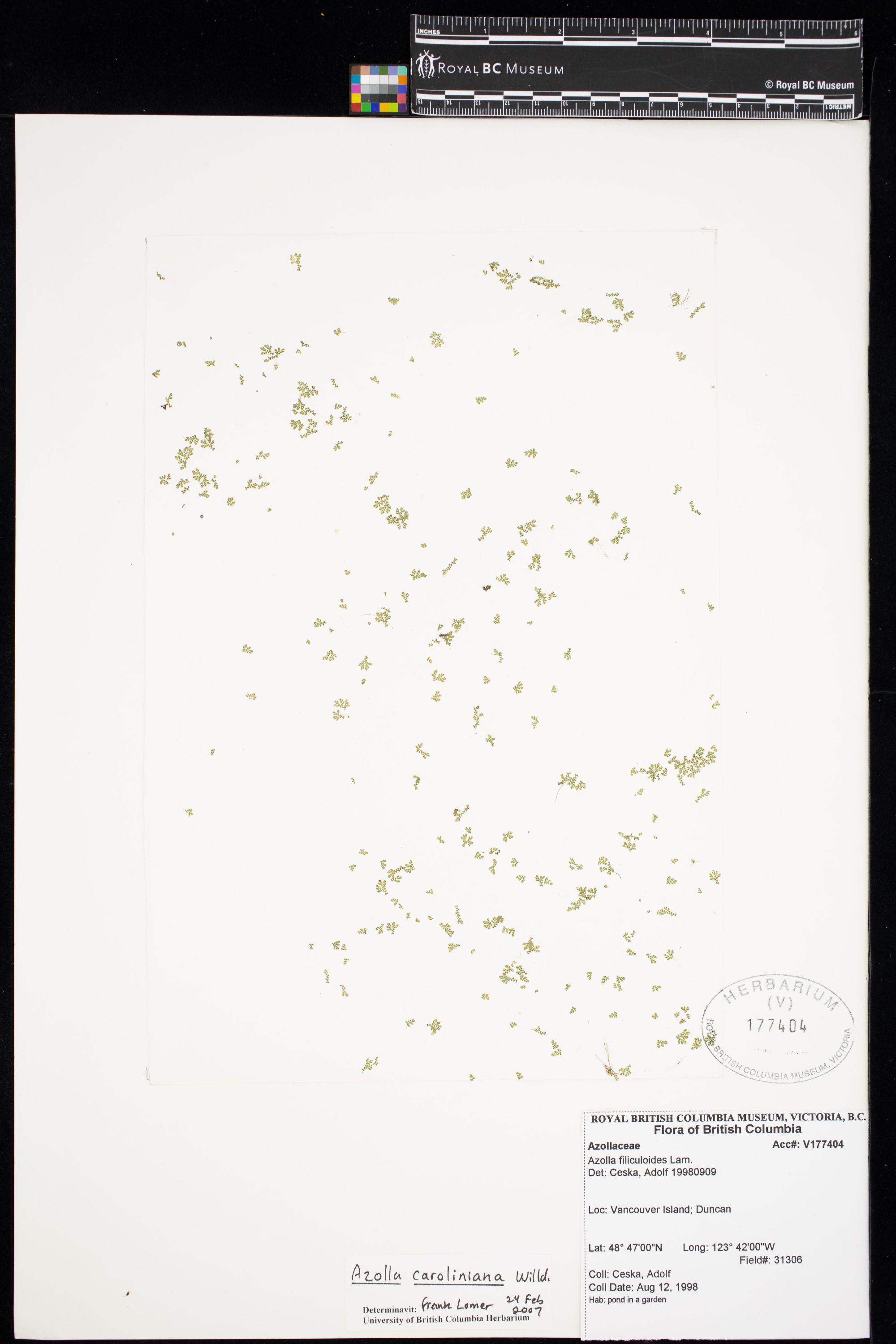 Image representing Azolla caroliniana.