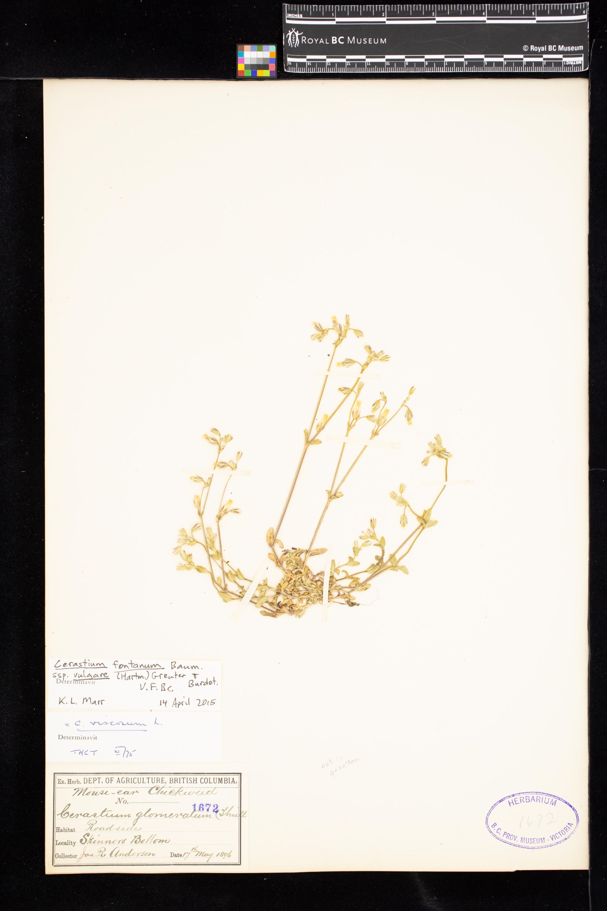 Image representing Cerastium fontanum ssp. vulgare.