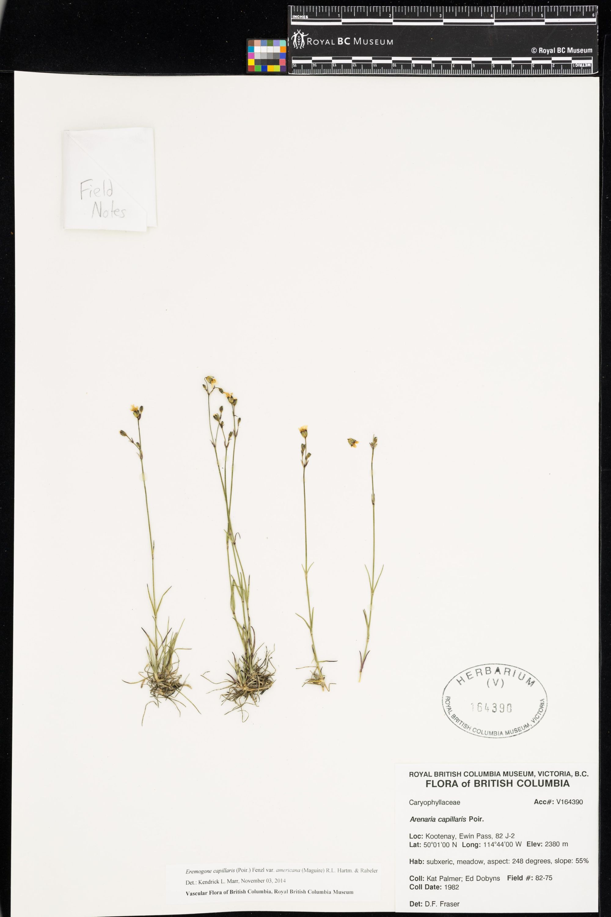 Image representing Eremogone capillaris var. americana.