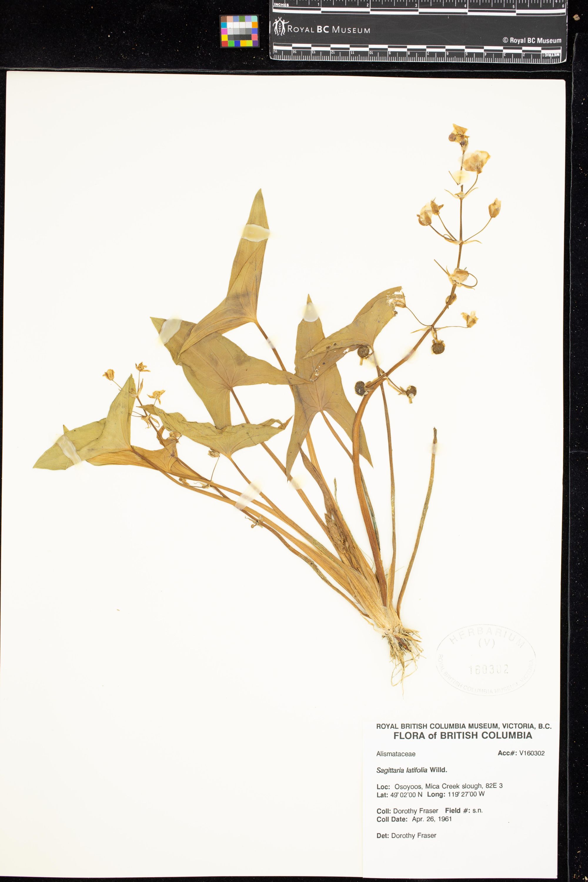 Image representing Sagittaria latifolia.