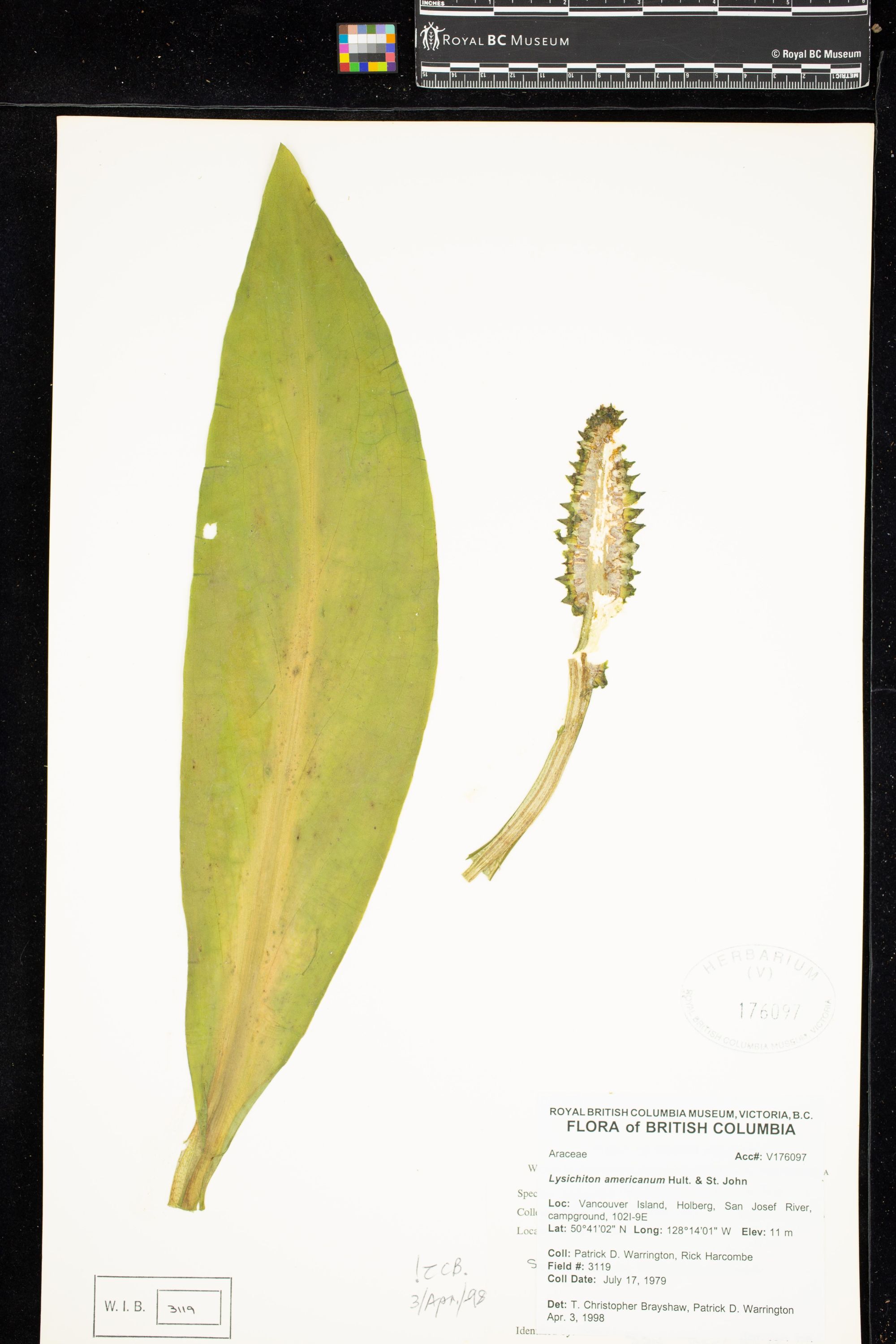 Image representing Lysichiton americanum.