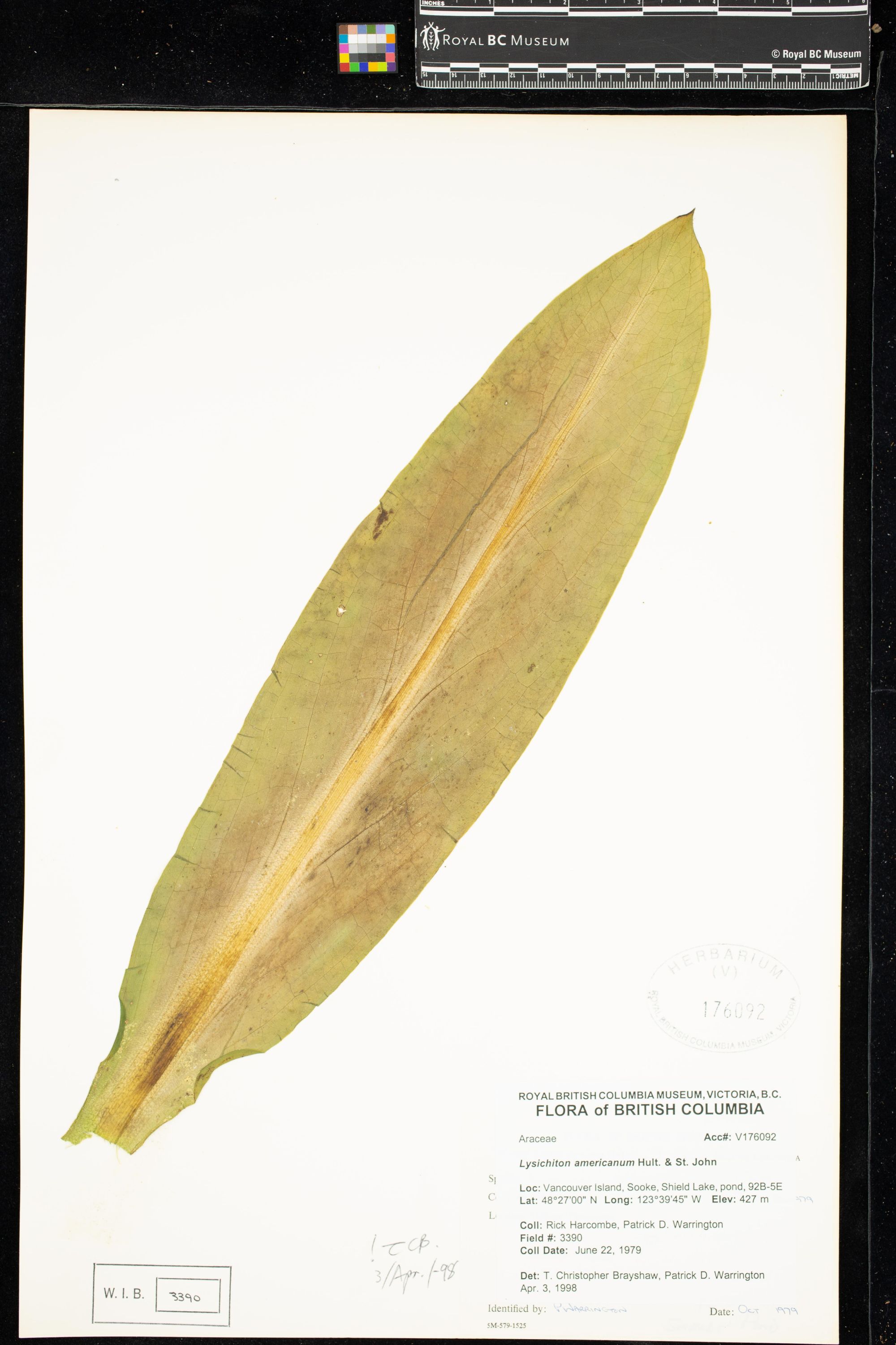Image representing Lysichiton americanum.