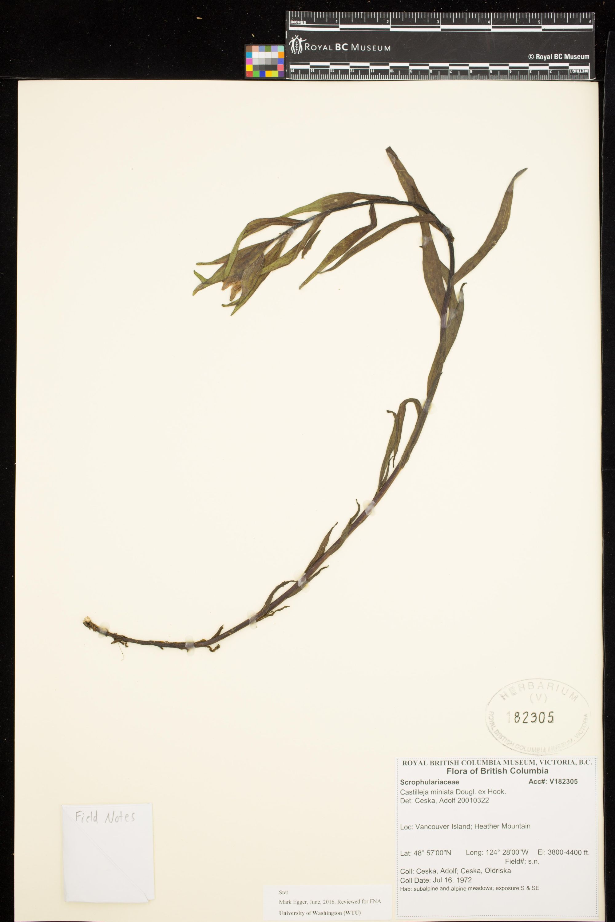 Image representing Castilleja miniata.