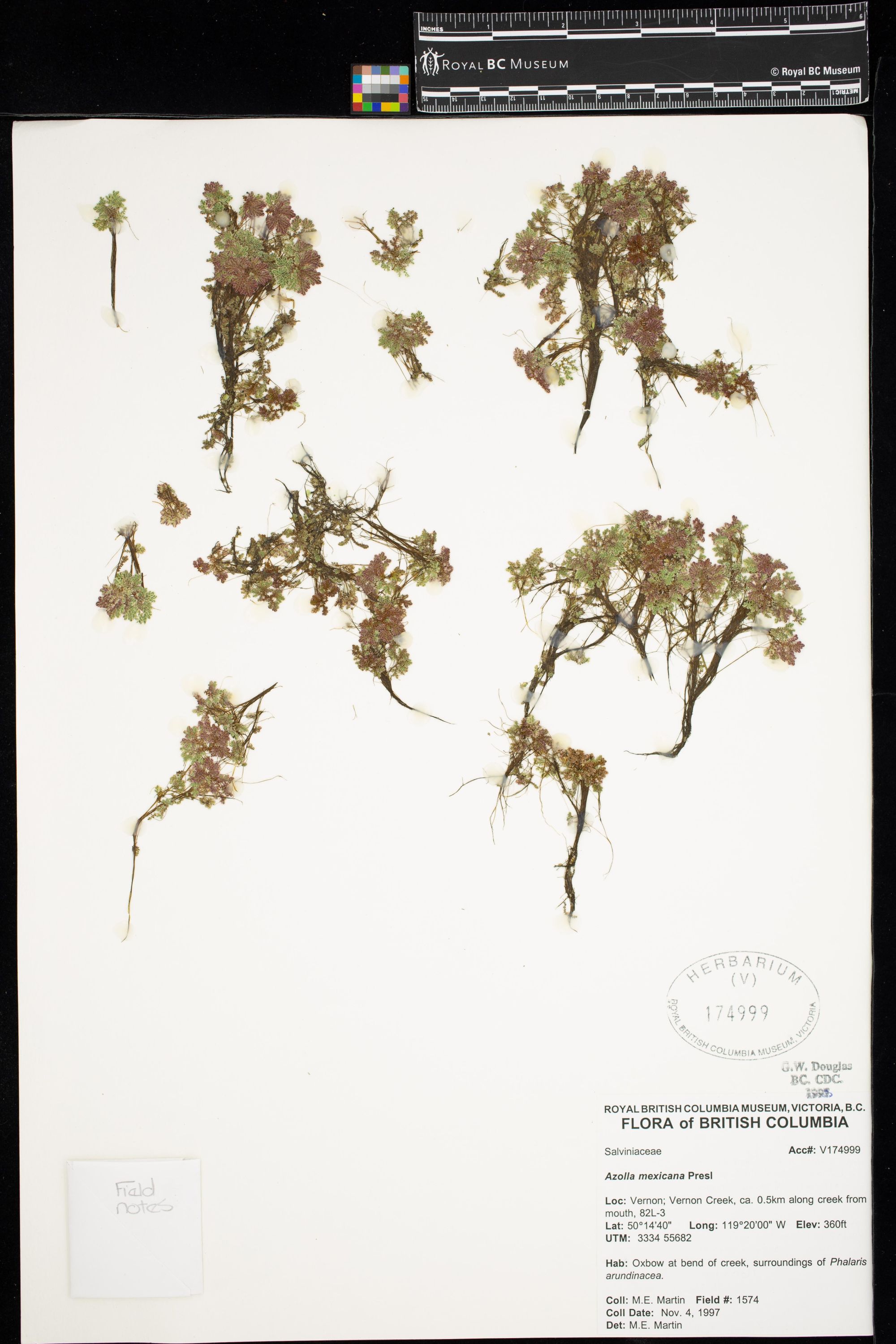 Image representing Azolla mexicana.