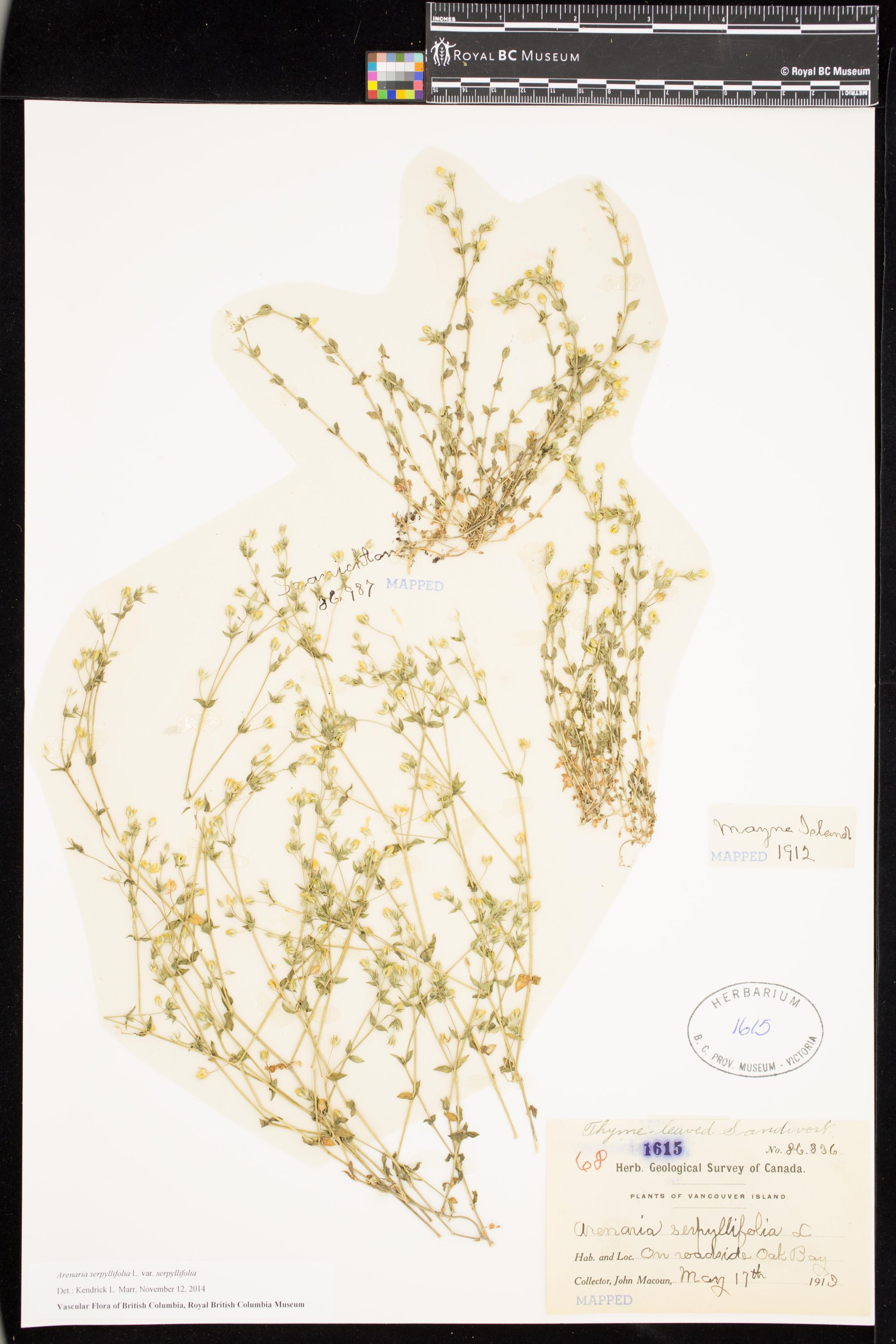 Image representing Arenaria serpyllifolia var. serpyllifolia.