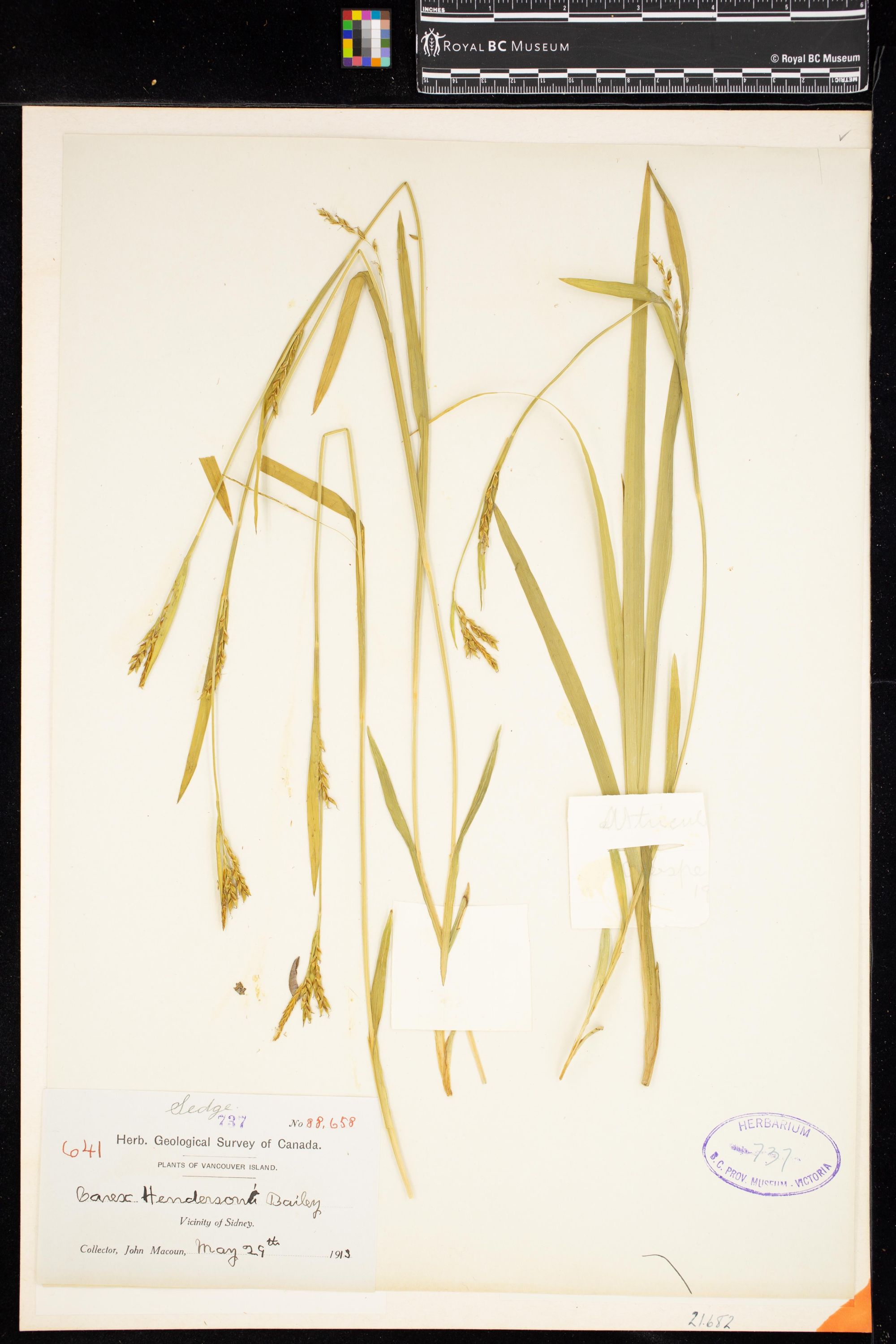 Image representing Carex hendersonii.