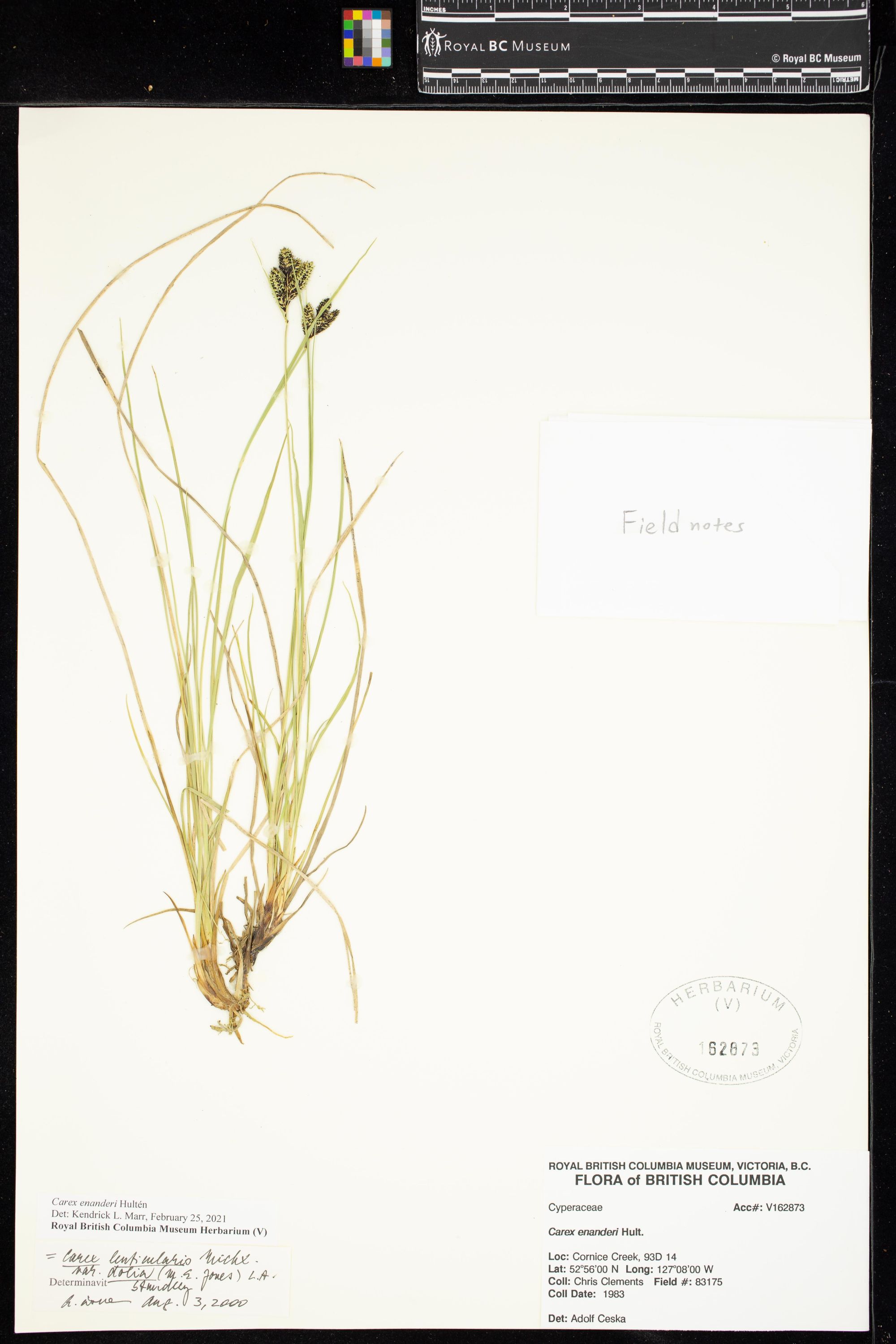Image representing Carex enanderi.