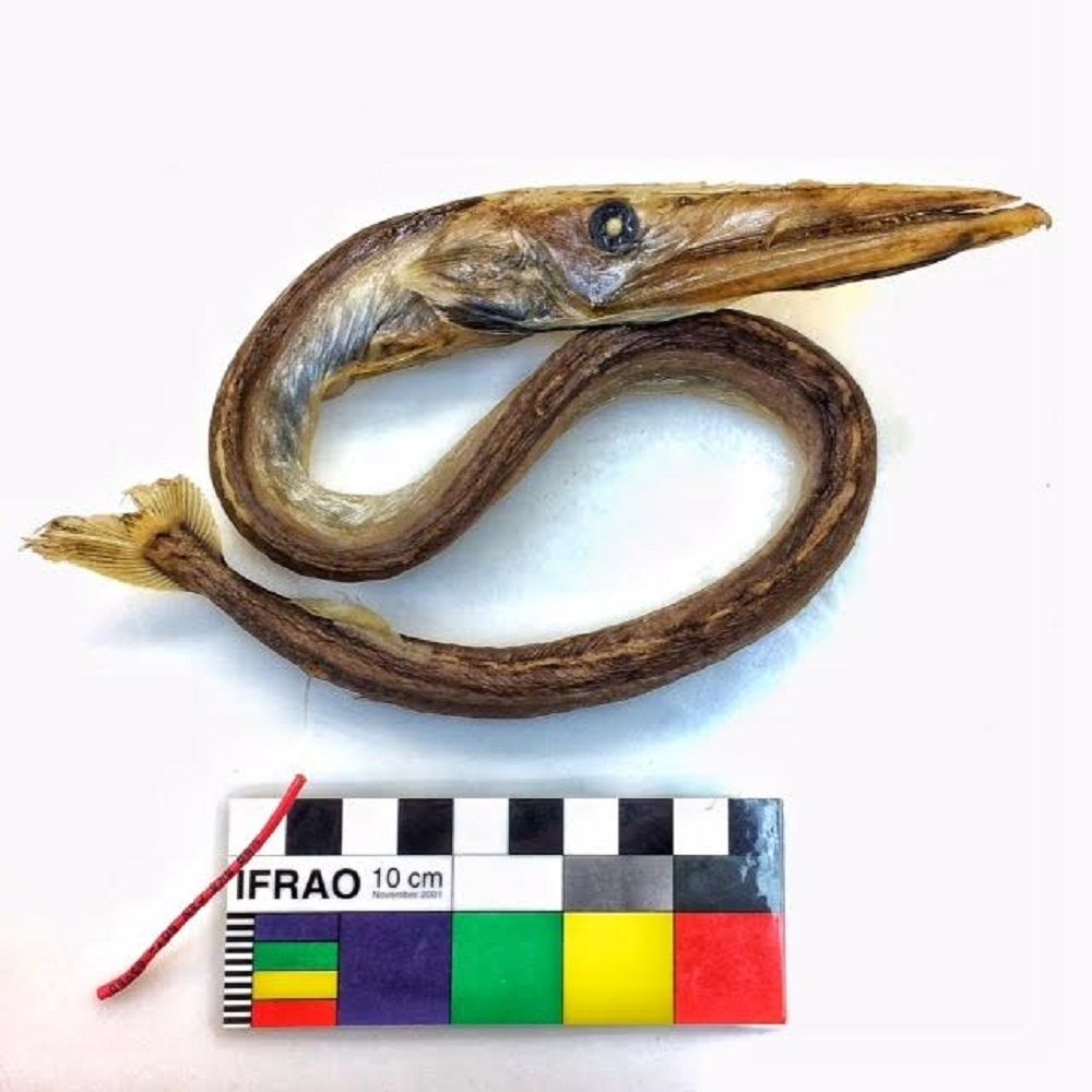 Image representing Anotopterus nikparini.