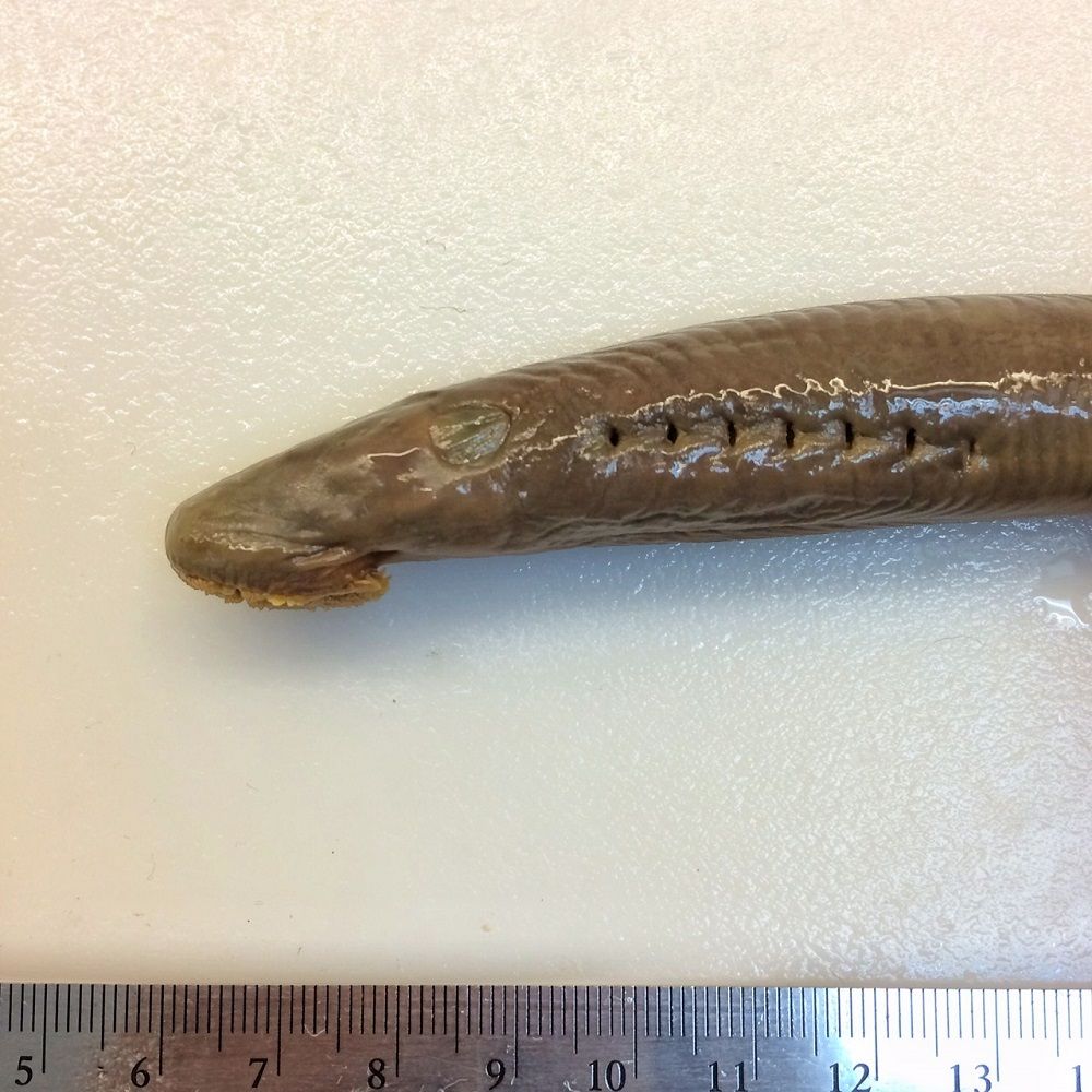 Image representing Entosphenus tridentatus.