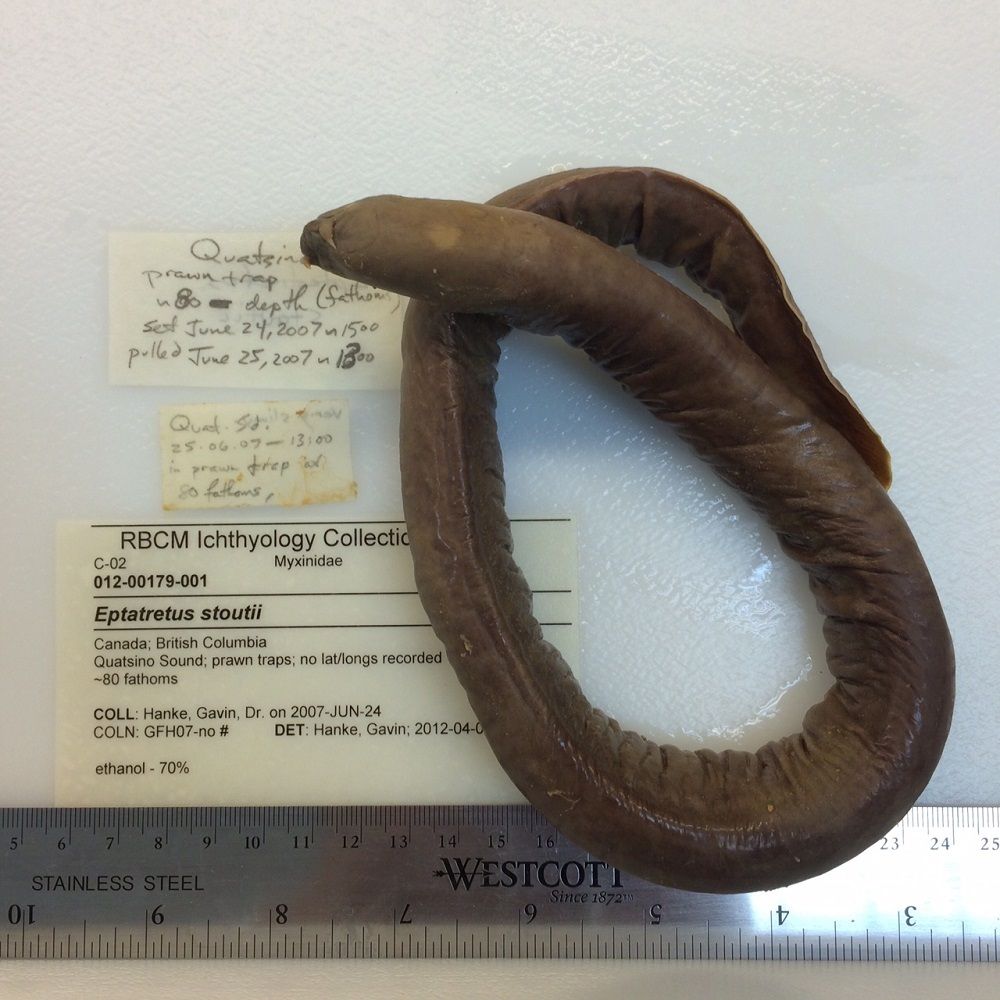 Image representing Eptatretus stoutii.