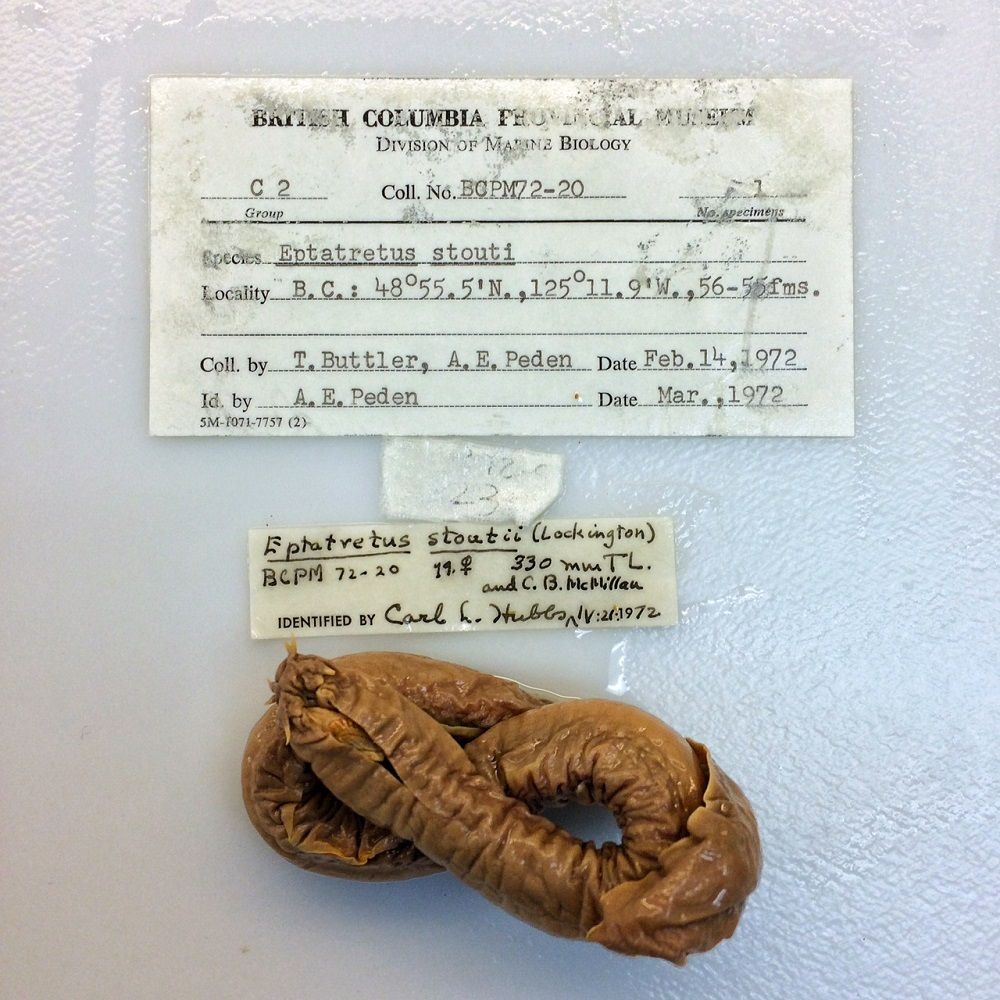 Image representing Eptatretus stoutii.