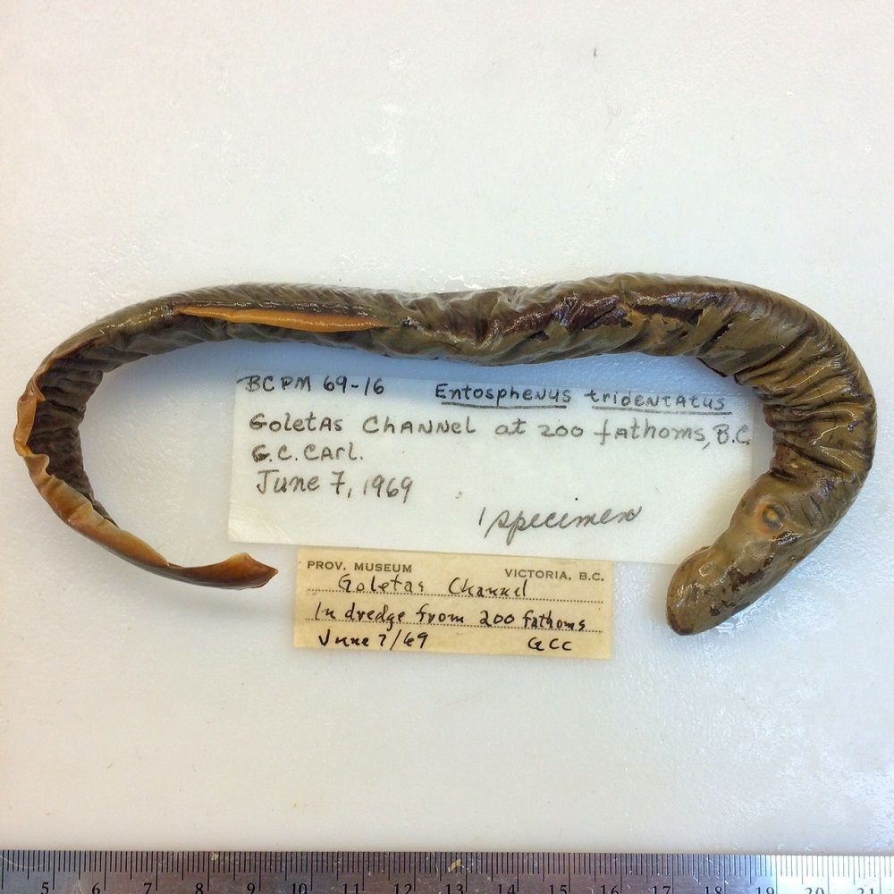Image representing Entosphenus tridentatus.