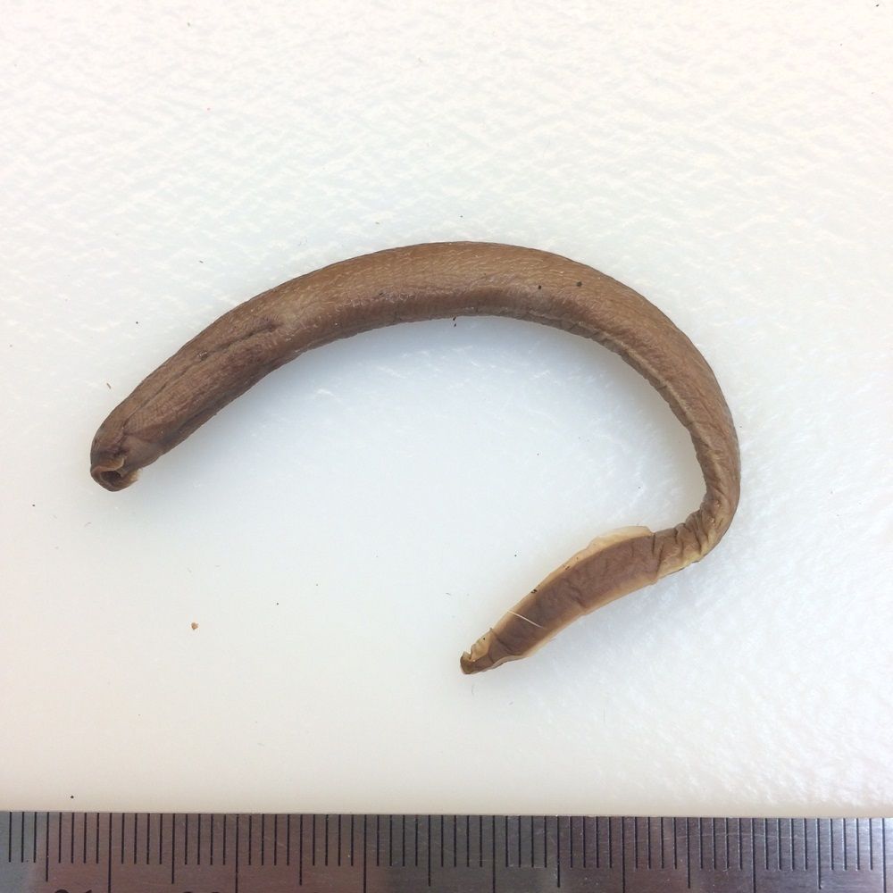 Image representing Petromyzontidae.