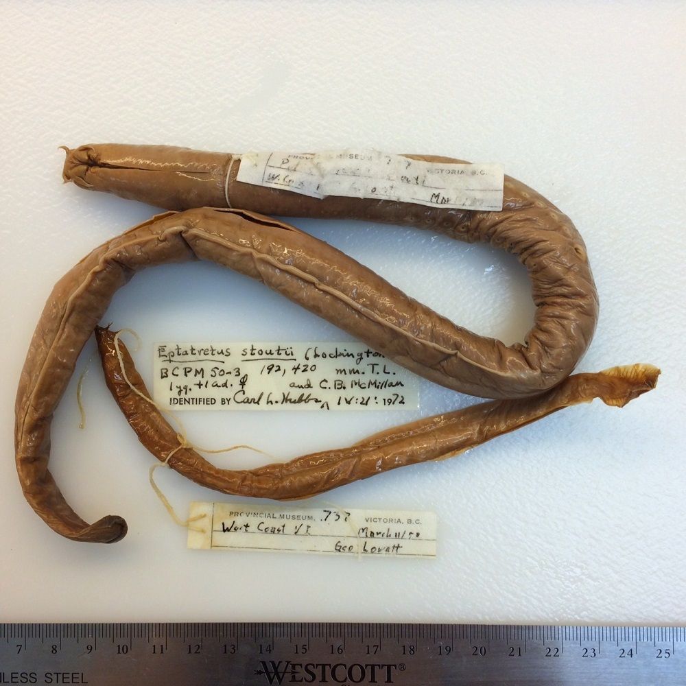 Image representing Eptatretus stoutii.