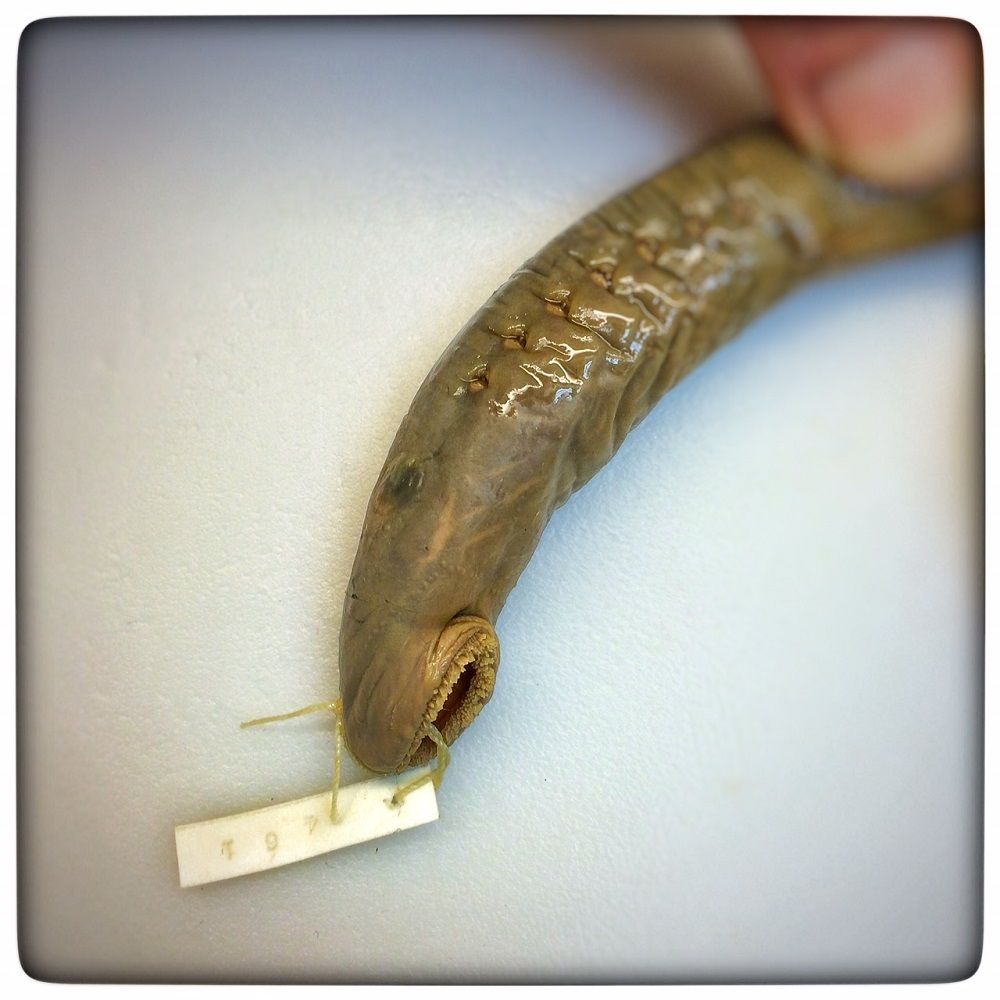 Image representing Entosphenus tridentatus.