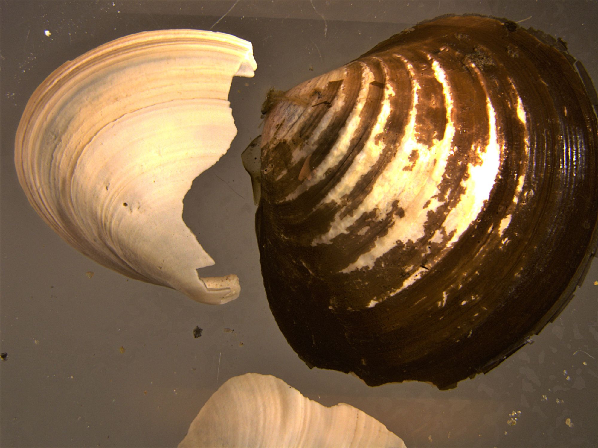 Image representing Corbicula fluminea.