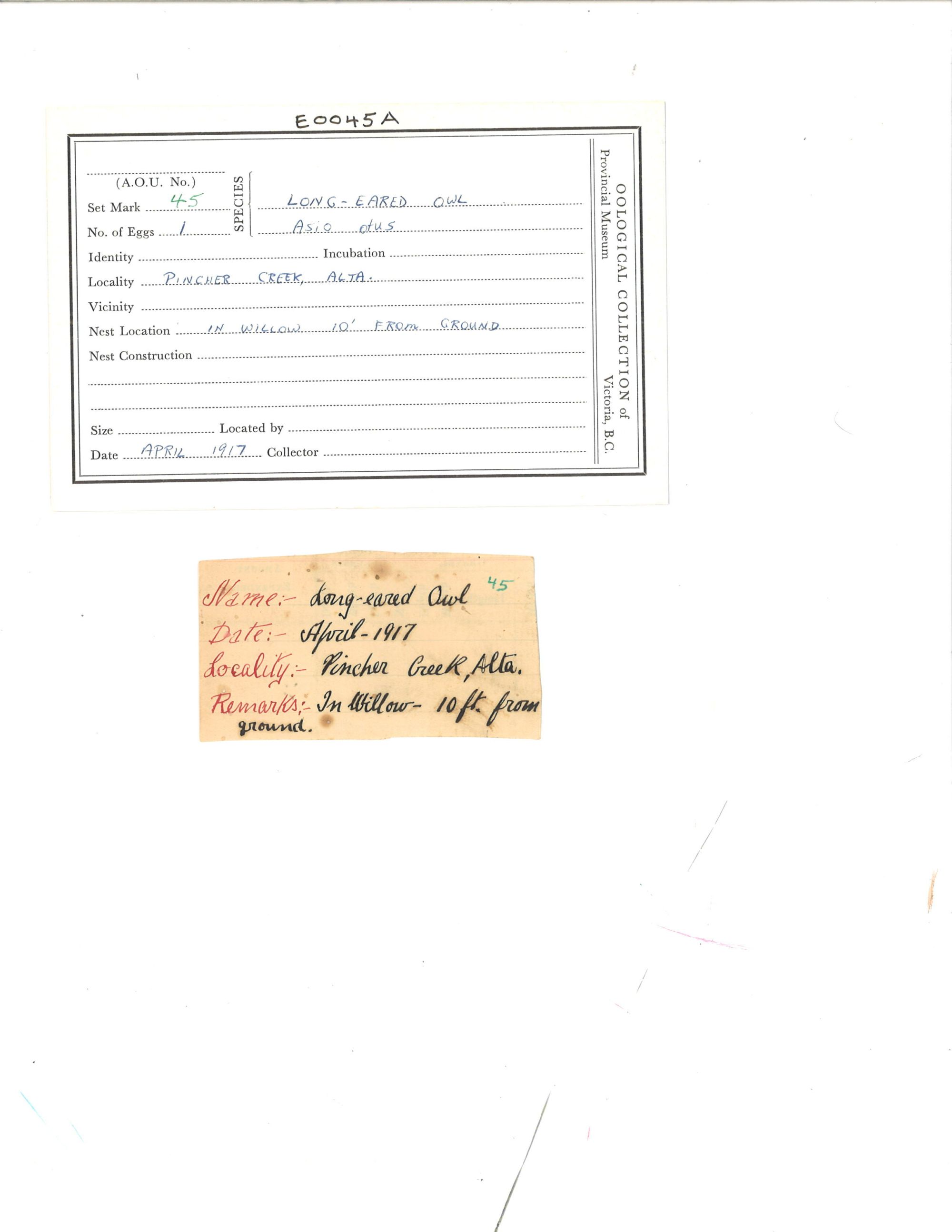 Image representing Asio otus.