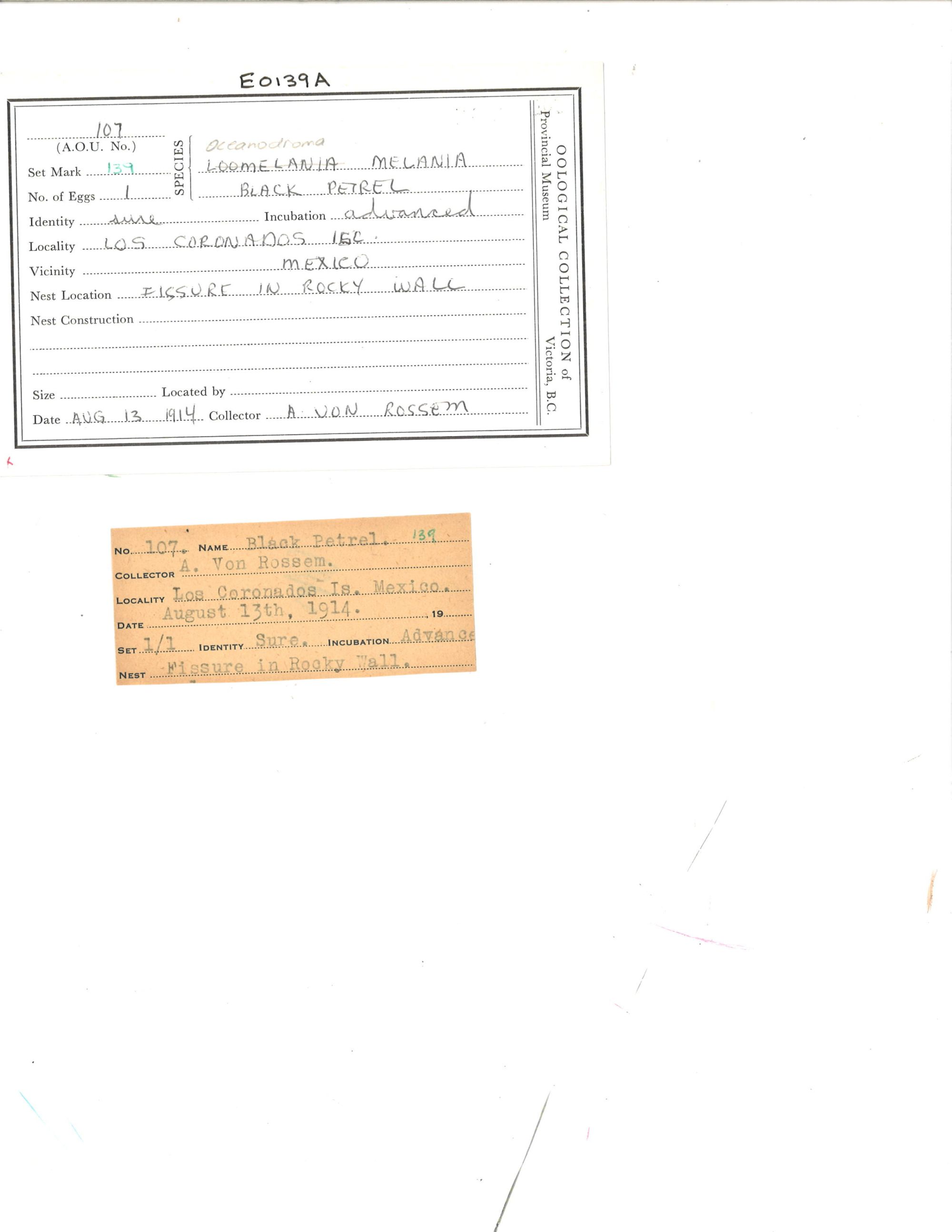 Image representing Hydrobates melania.