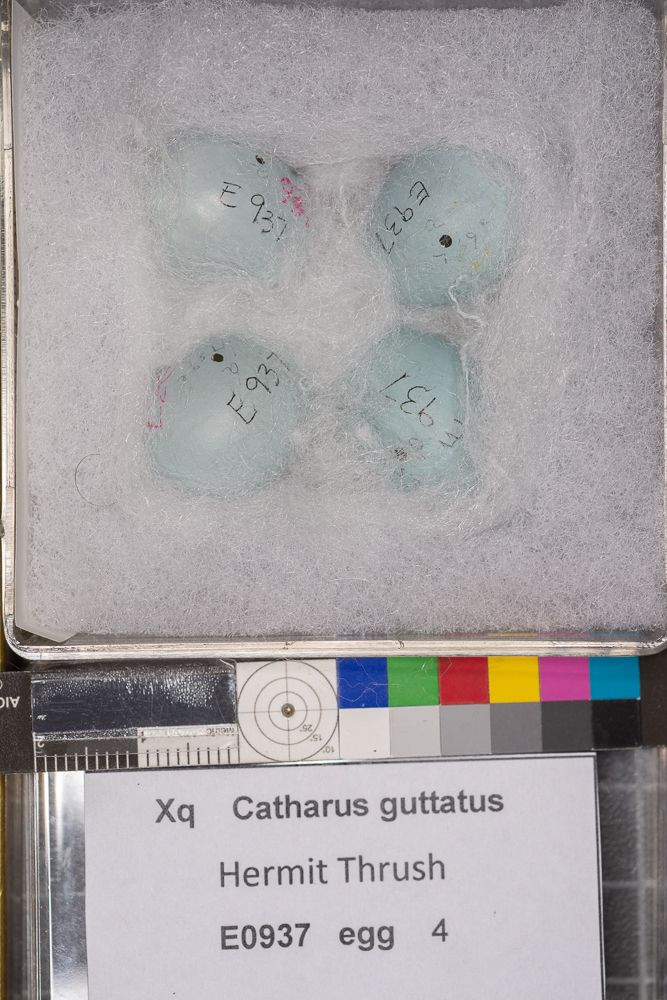 Image representing Catharus guttatus.