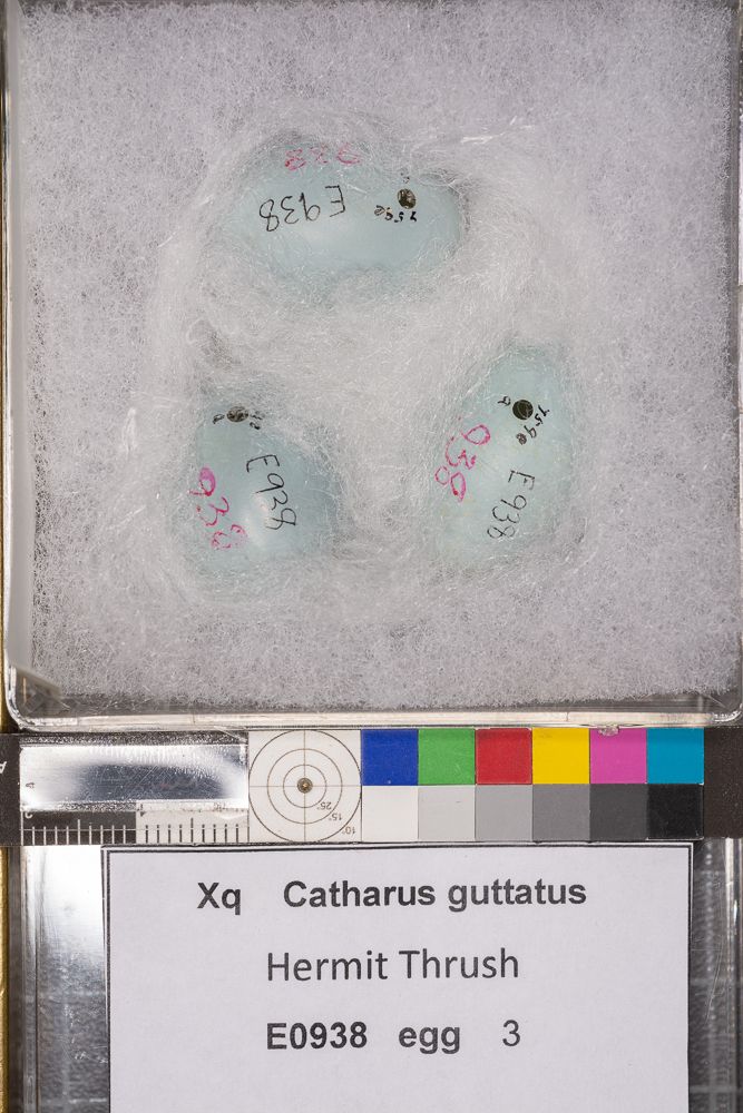 Image representing Catharus guttatus.