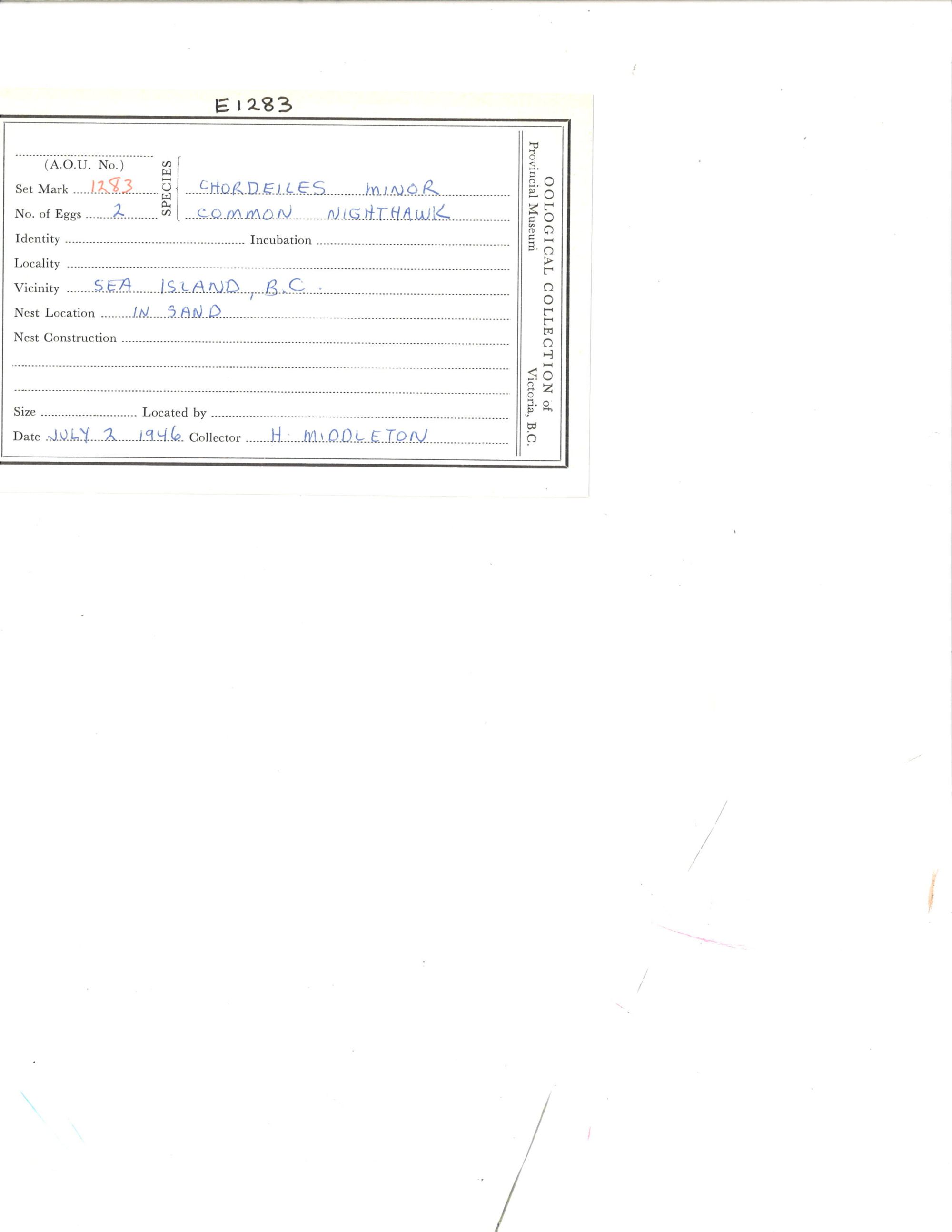 Image representing Chordeiles minor.
