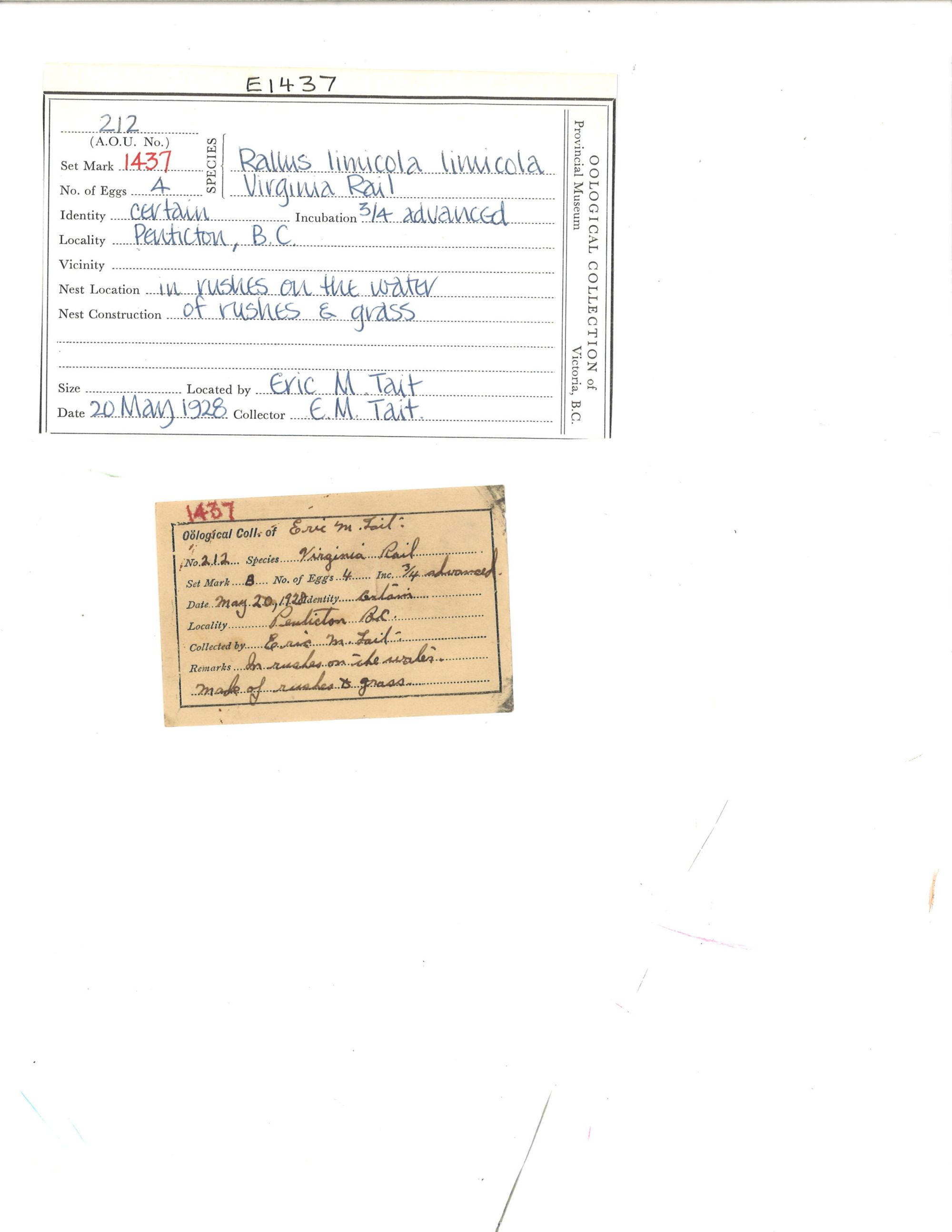 Image representing Rallus limicola.