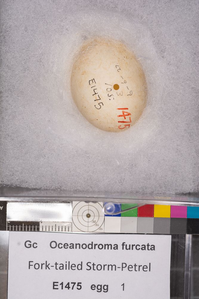 Image representing Hydrobates furcatus.