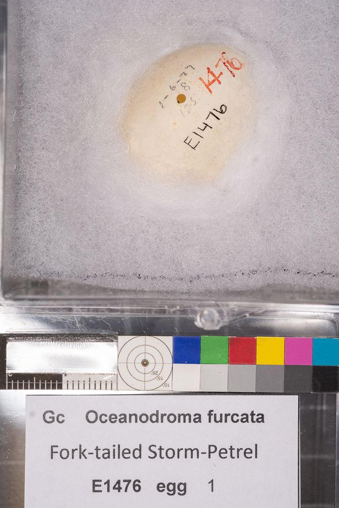 Image representing Hydrobates furcatus.