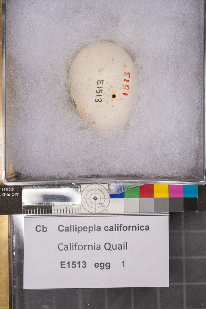 Image representing Callipepla californica.