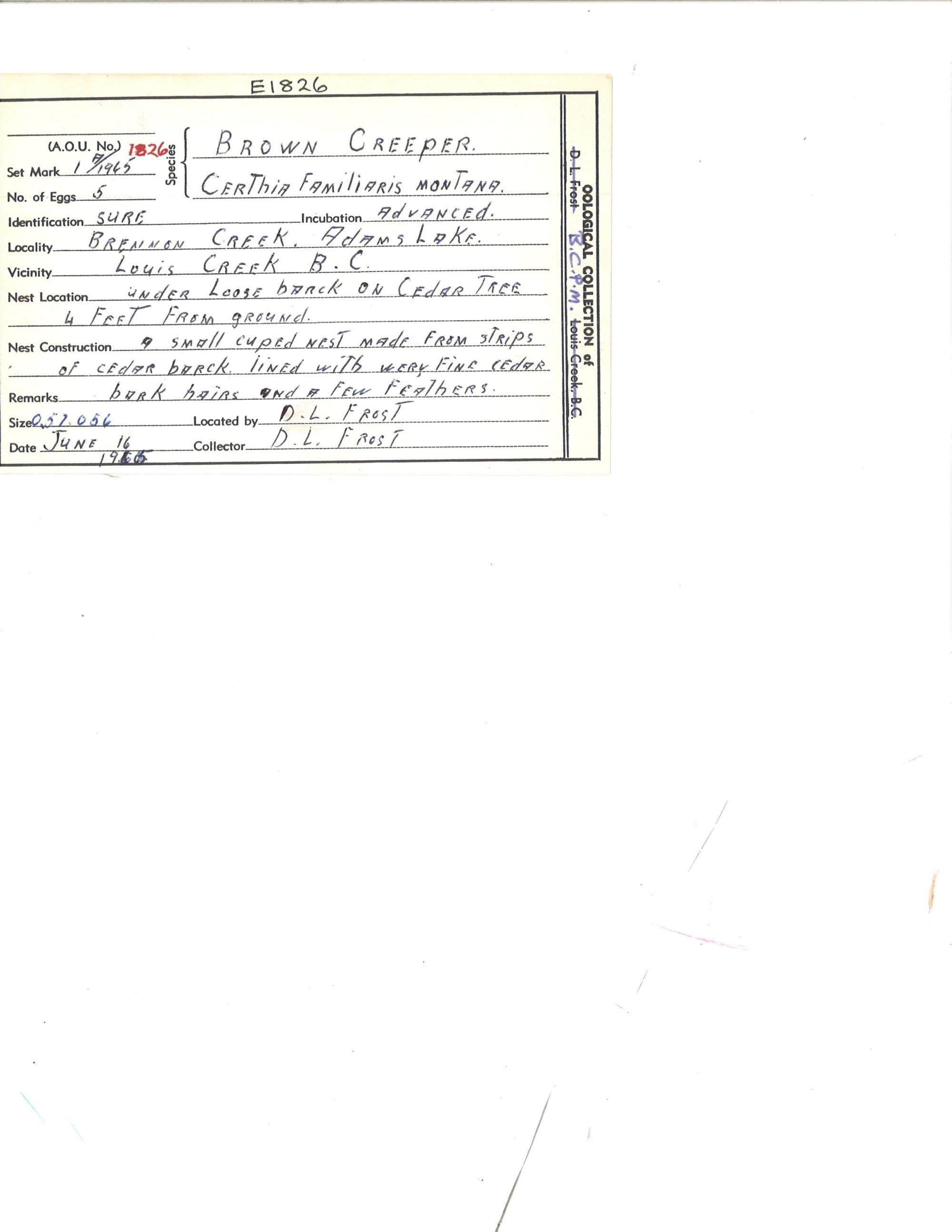Image representing Certhia americana.