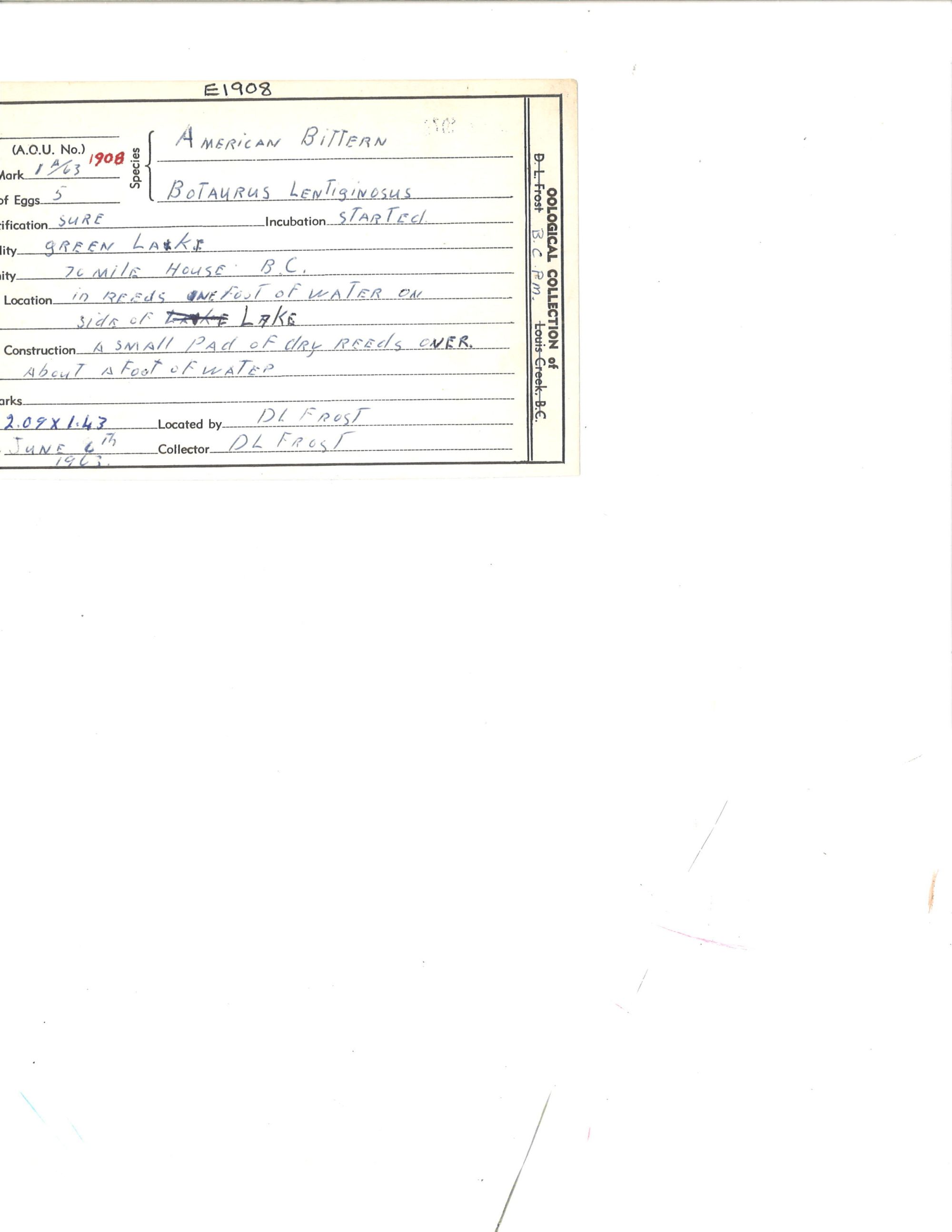 Image representing Botaurus lentiginosus.