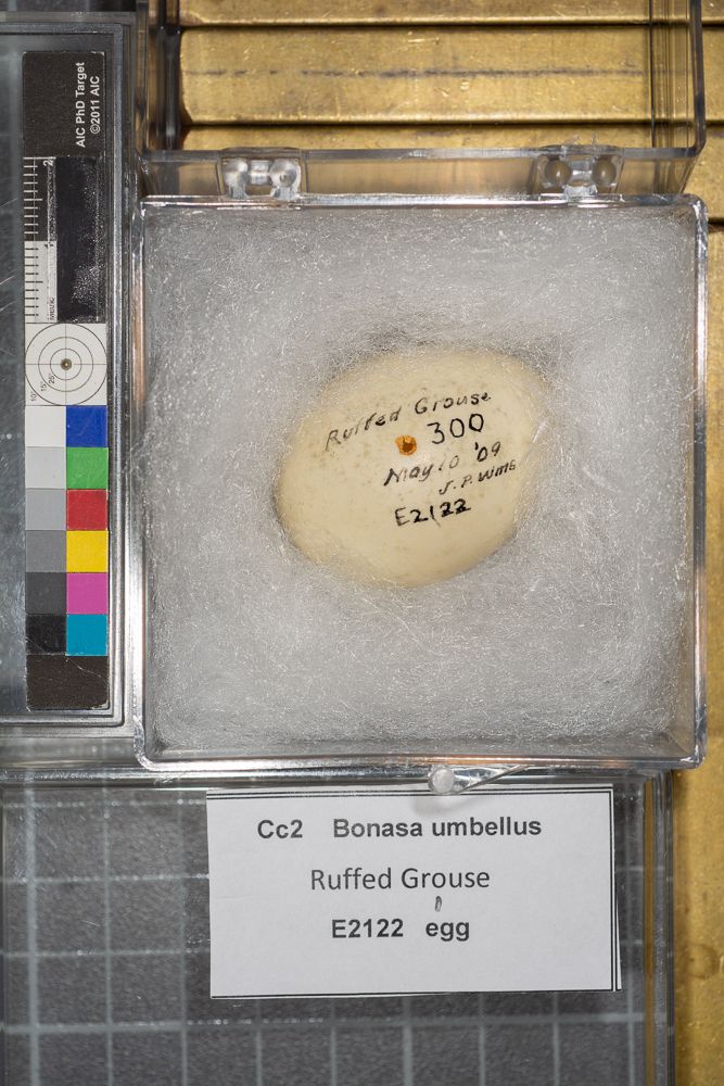 Image representing Bonasa umbellus.