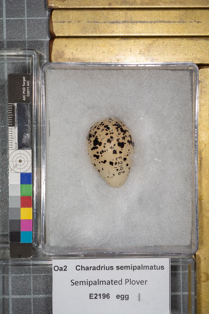 Image representing Charadrius semipalmatus.
