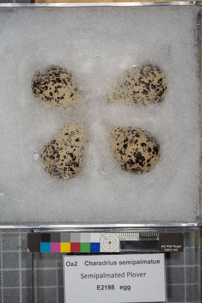 Image representing Charadrius semipalmatus.