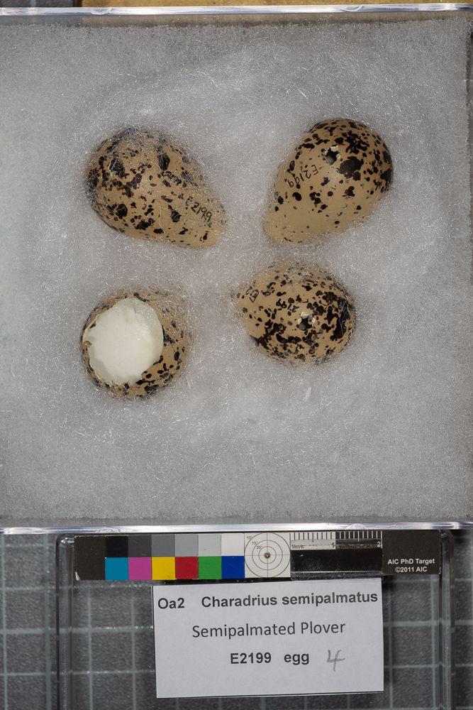 Image representing Charadrius semipalmatus.
