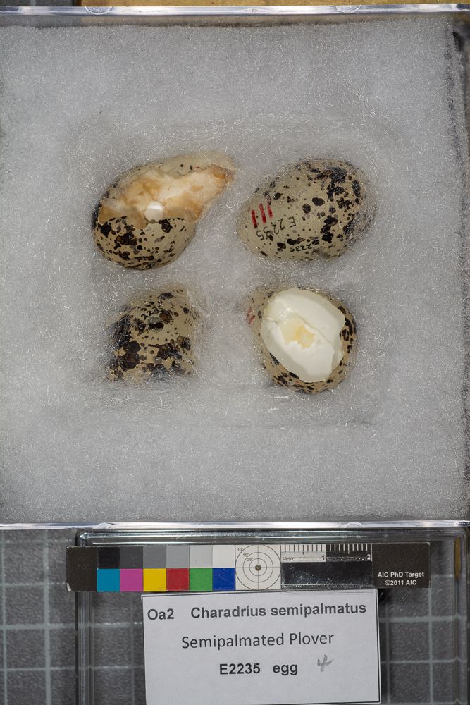 Image representing Charadrius semipalmatus.